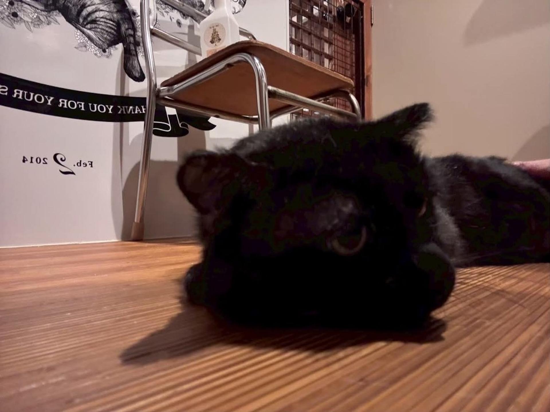pet-image-2