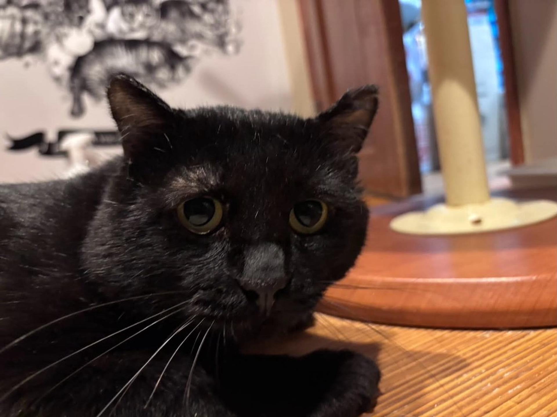 pet-image-3