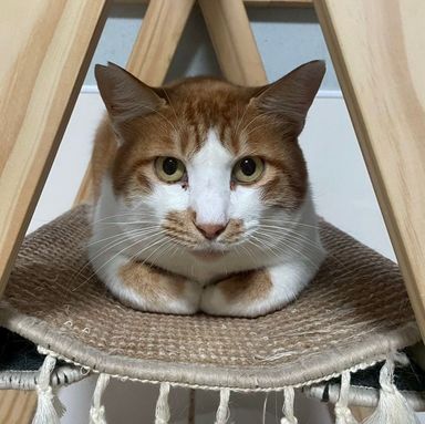 雑種（ミックス猫）・オスの里親募集の写真