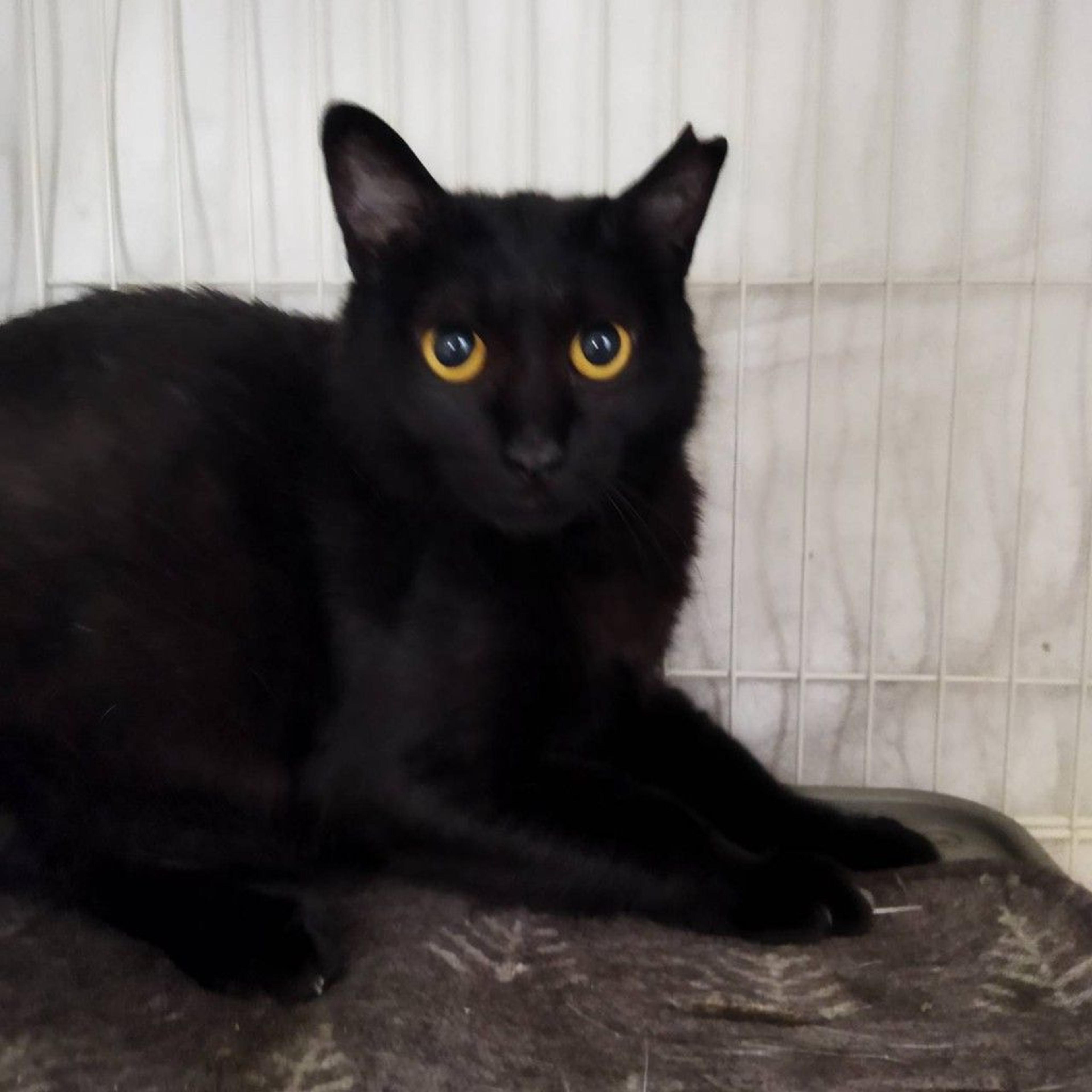 pet-image-4