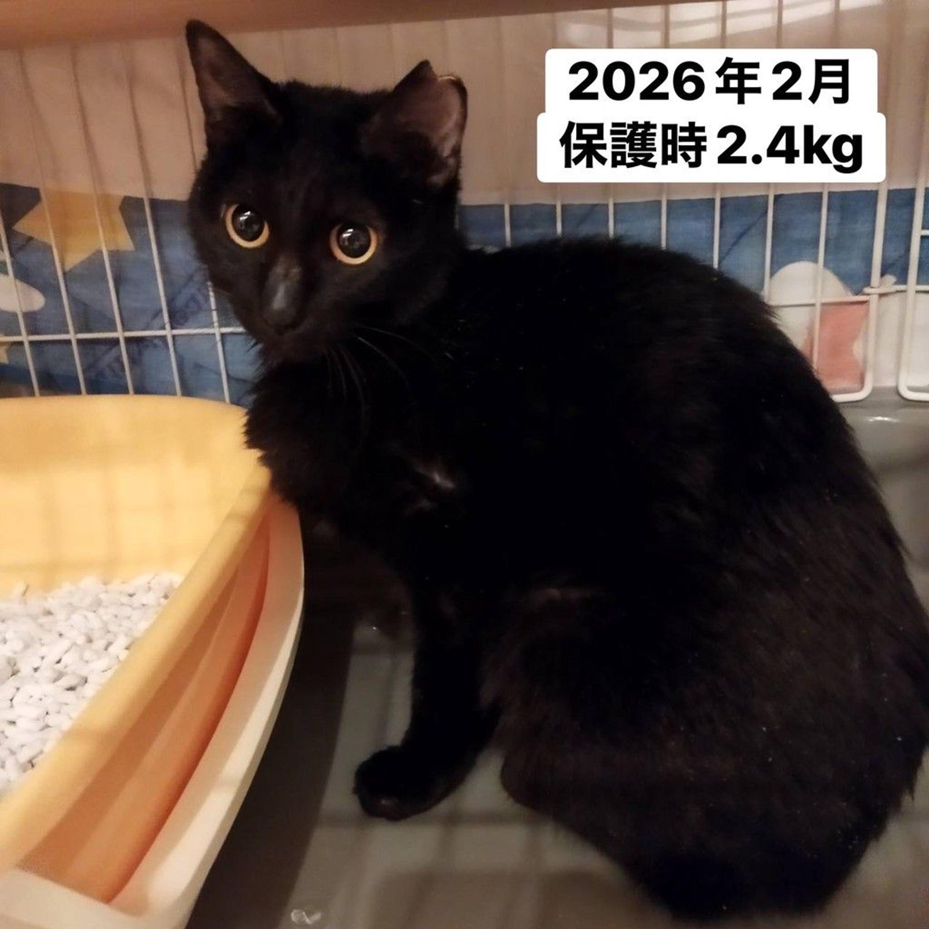 pet-image-5