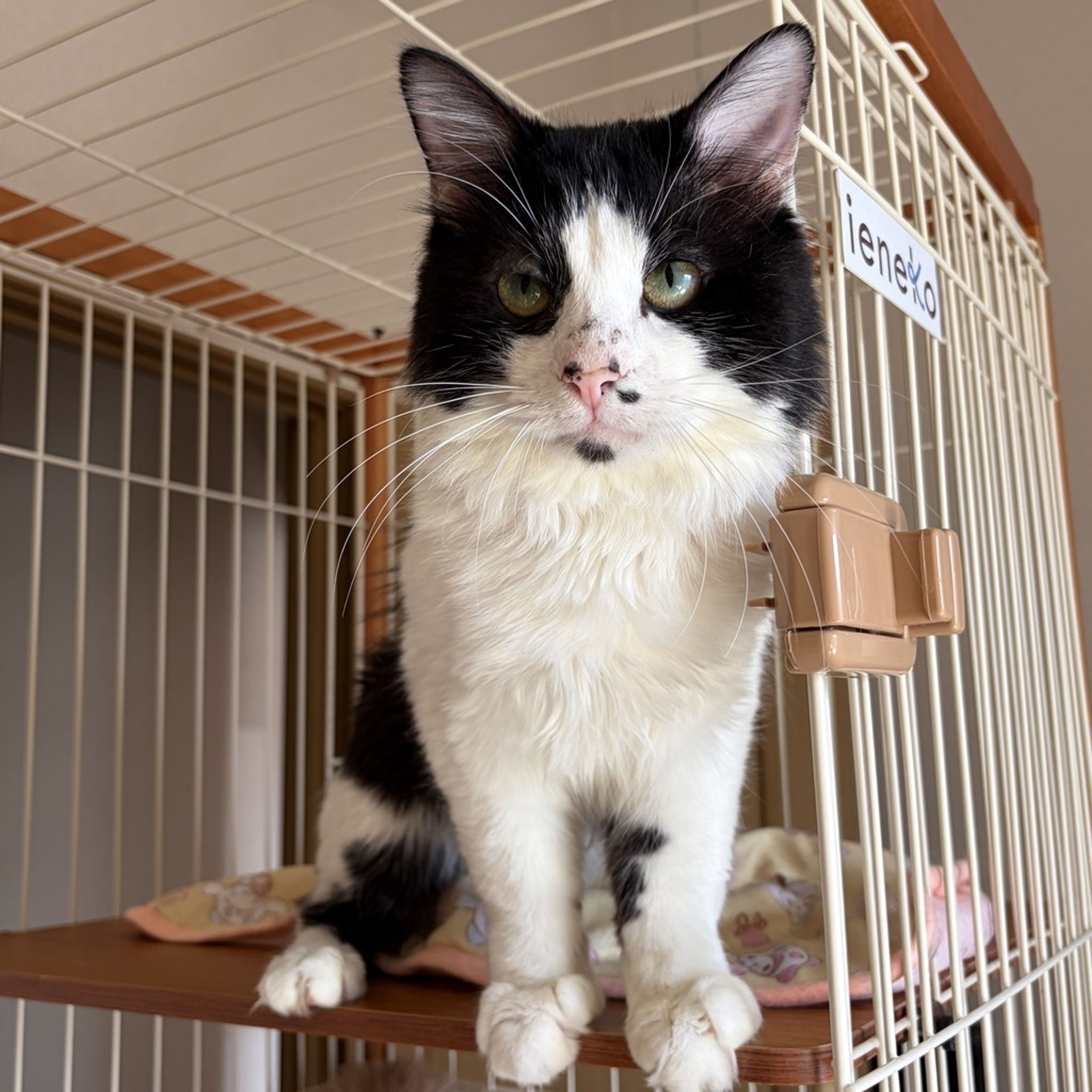 雑種（ミックス猫）・オスの里親募集の写真