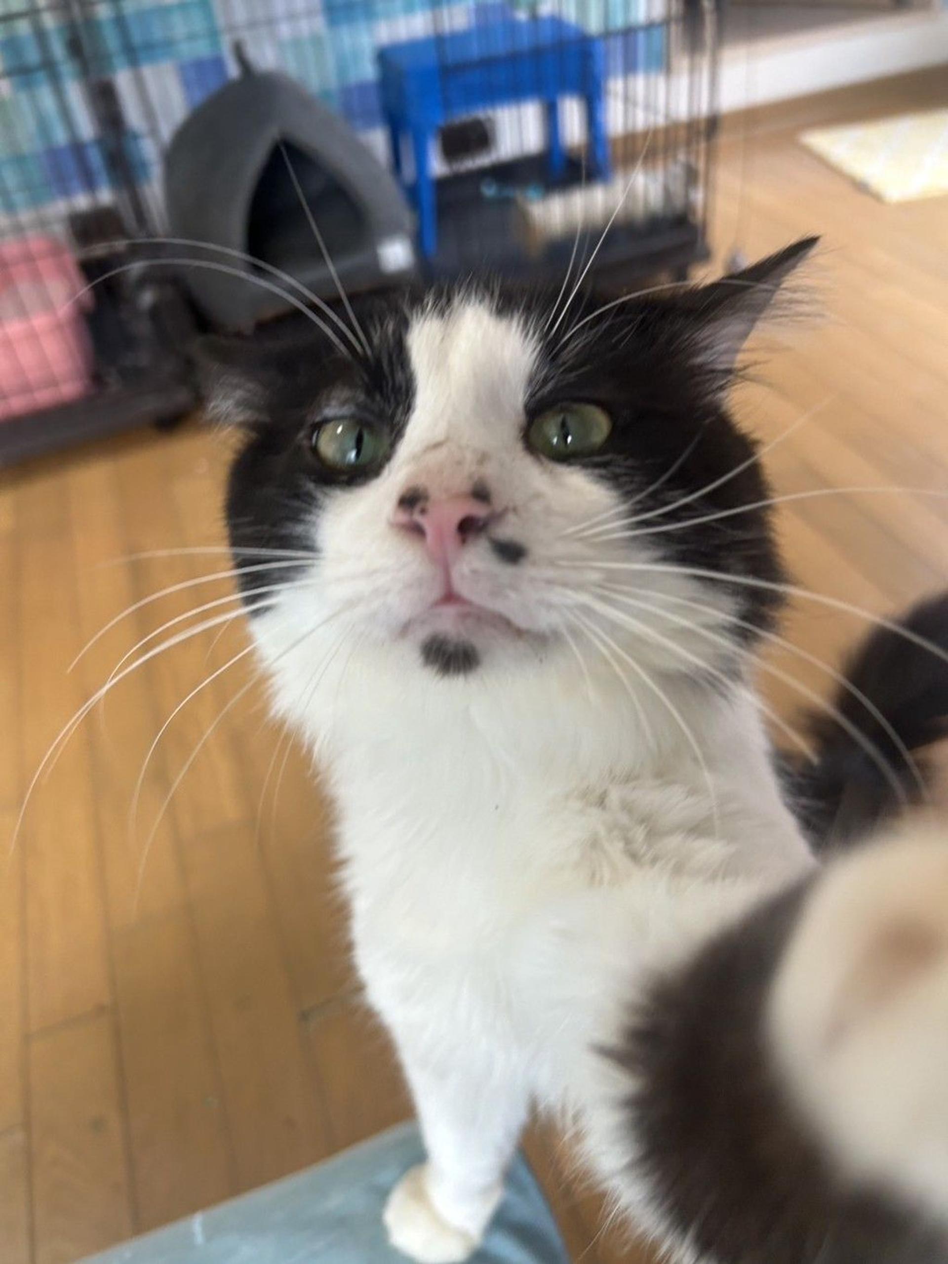 pet-image-5