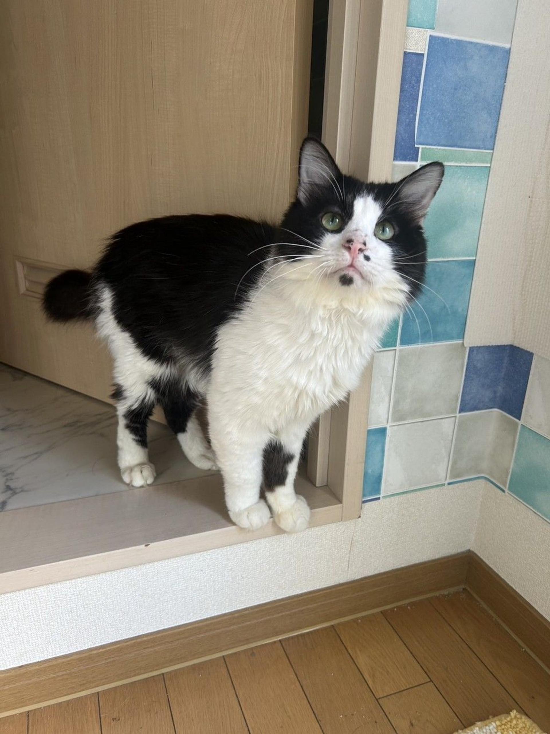 pet-image-8