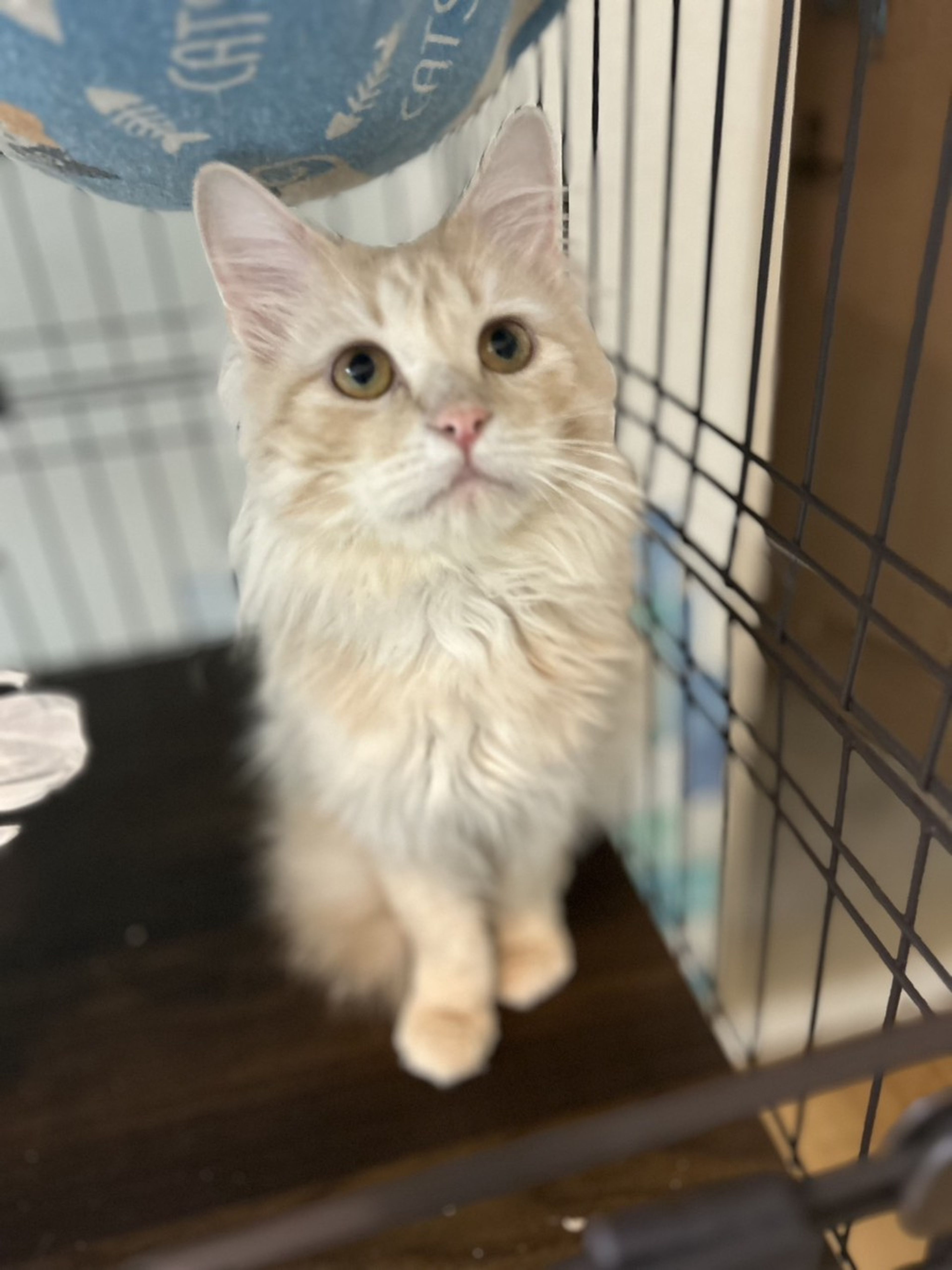 雑種（ミックス猫）・オスの里親募集の写真