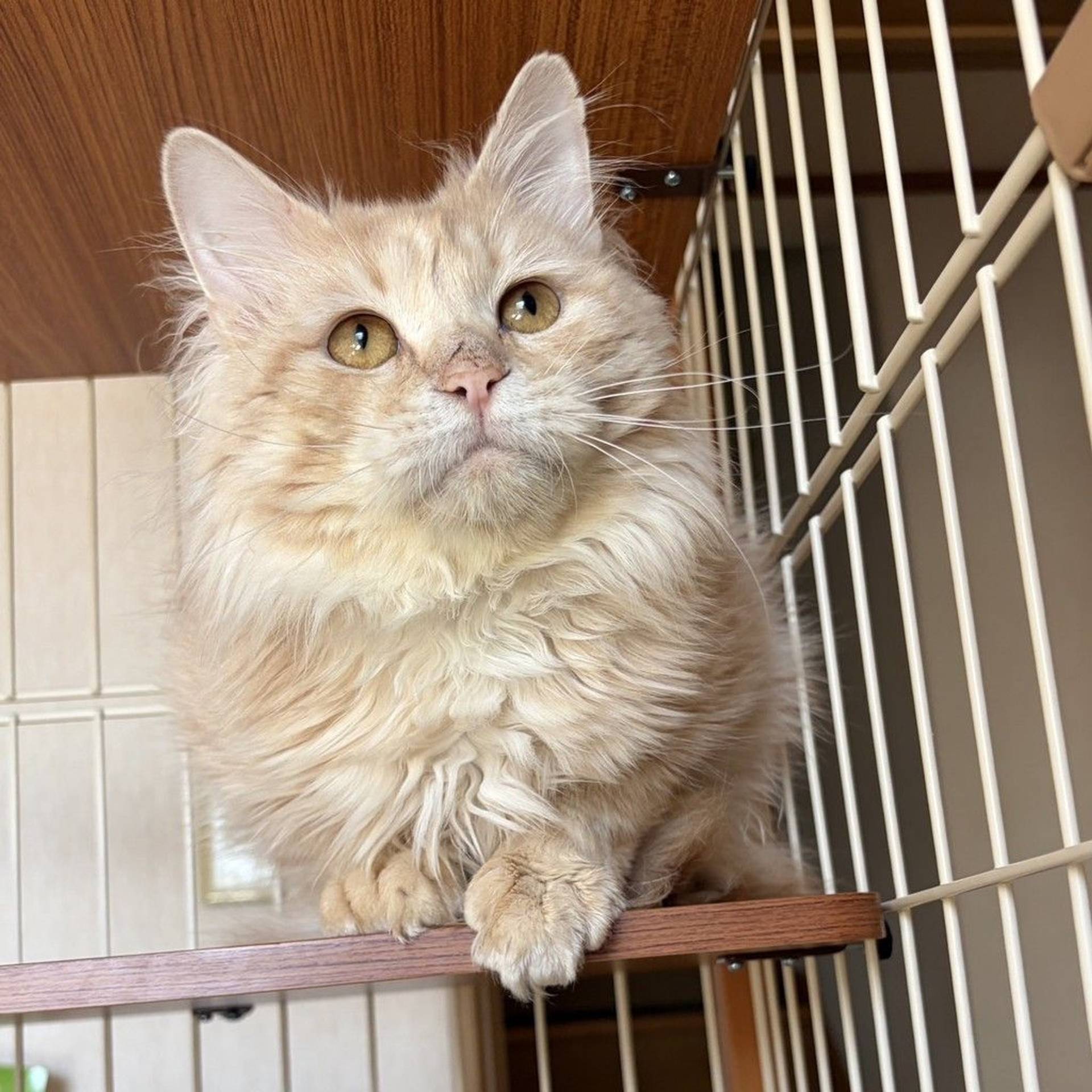 雑種（ミックス猫）・オスの里親募集の写真