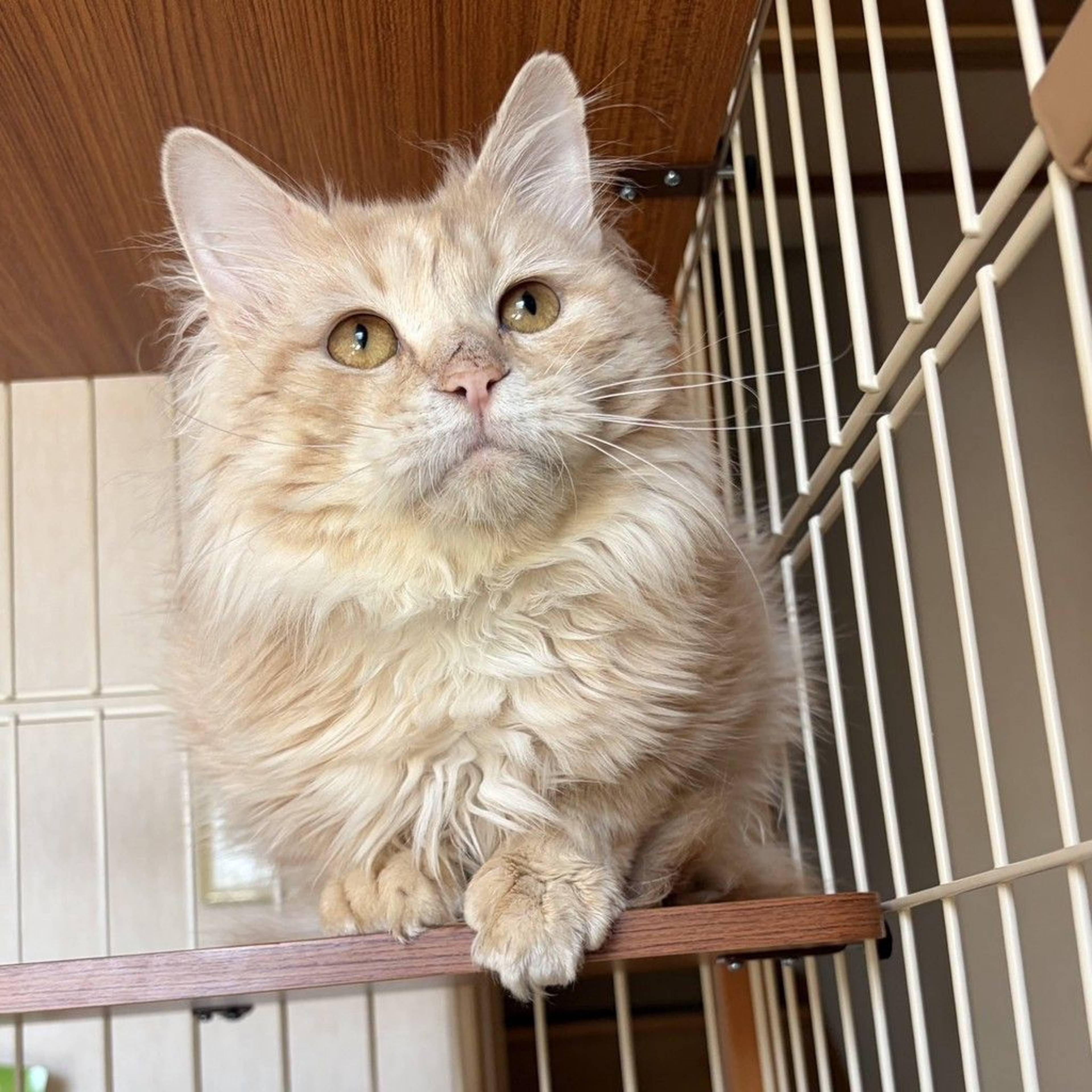 雑種（ミックス猫）・オスの里親募集の写真
