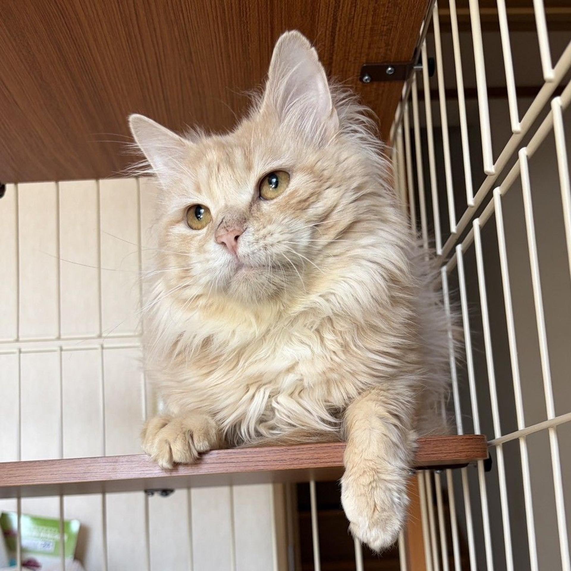 pet-image-2