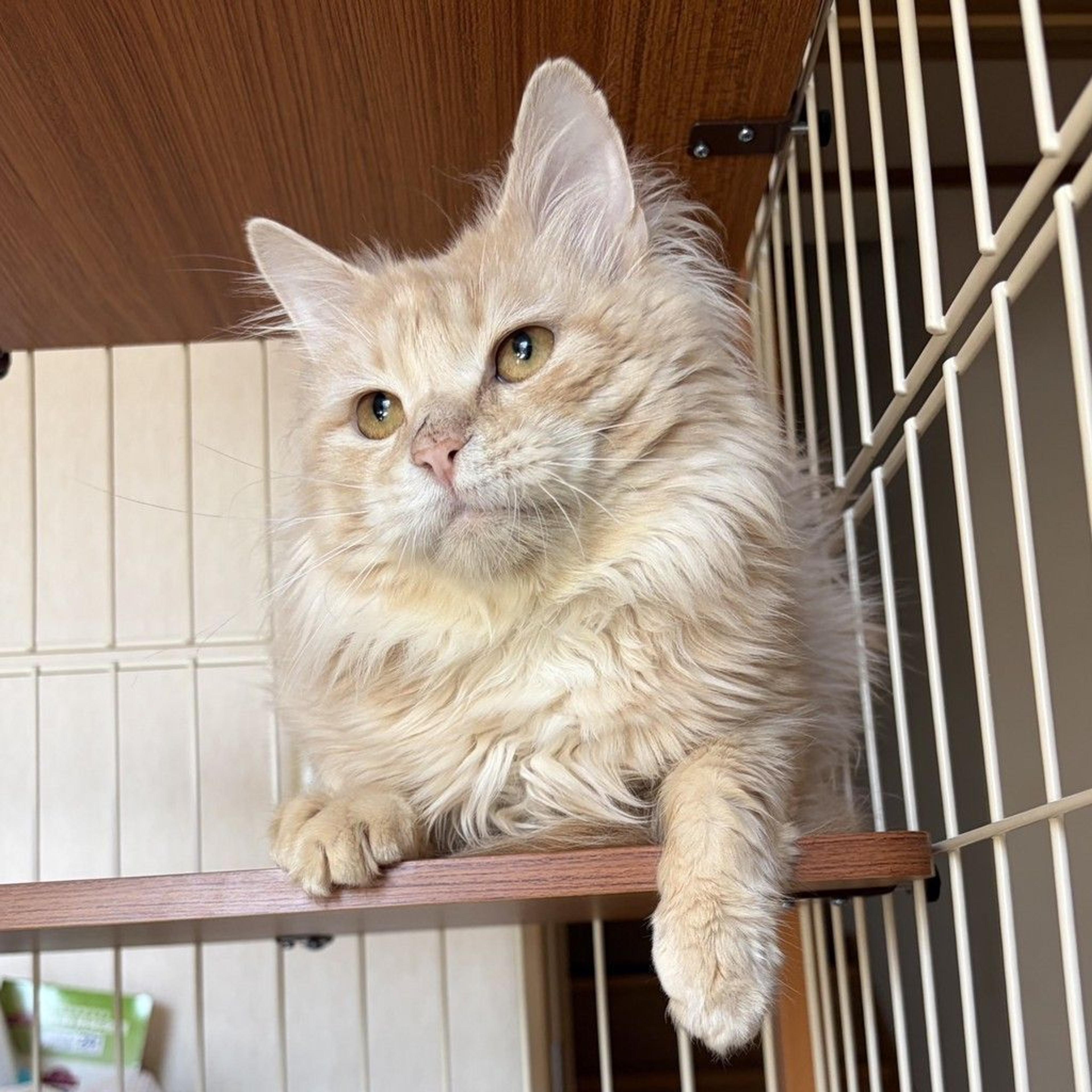 pet-image-2