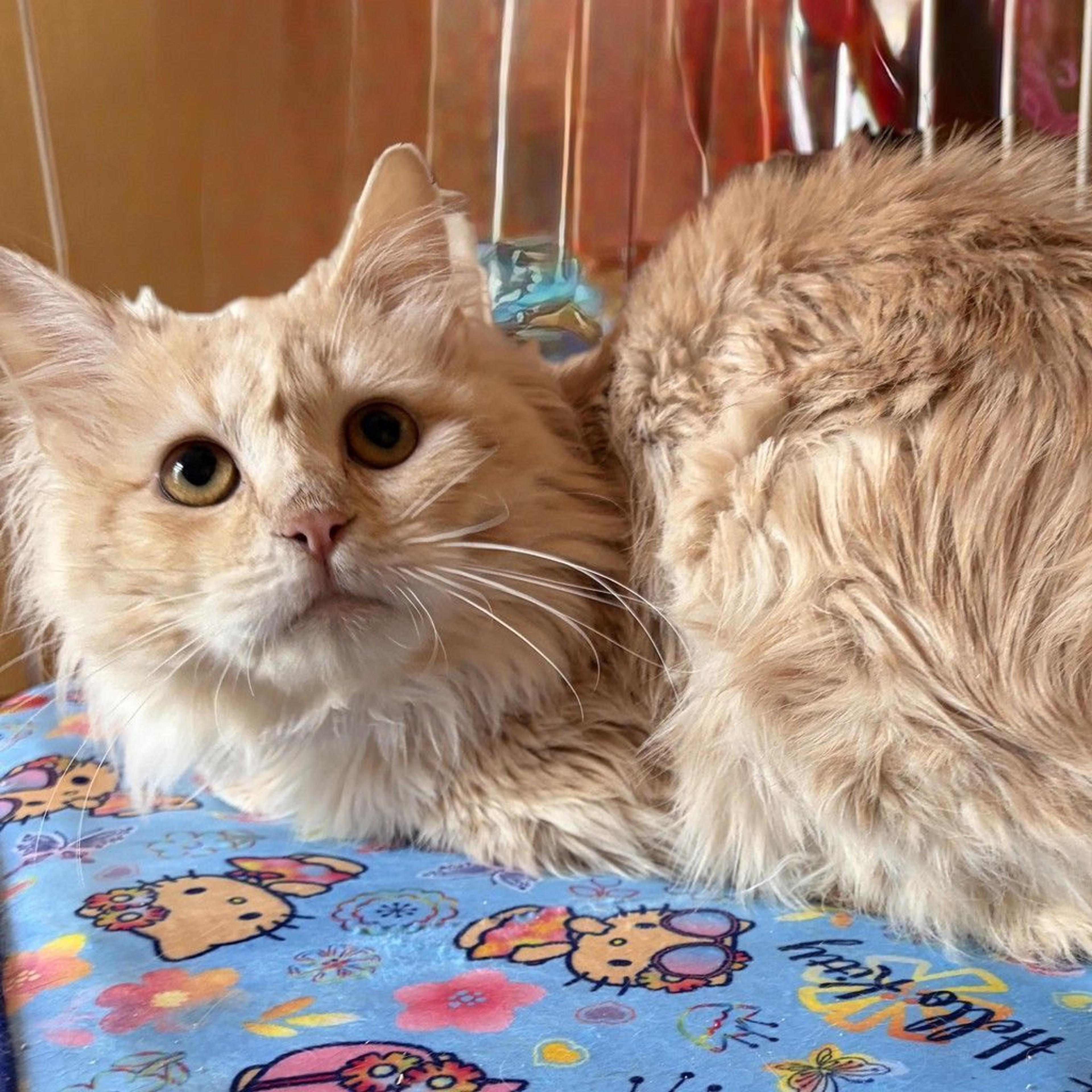 pet-image-3