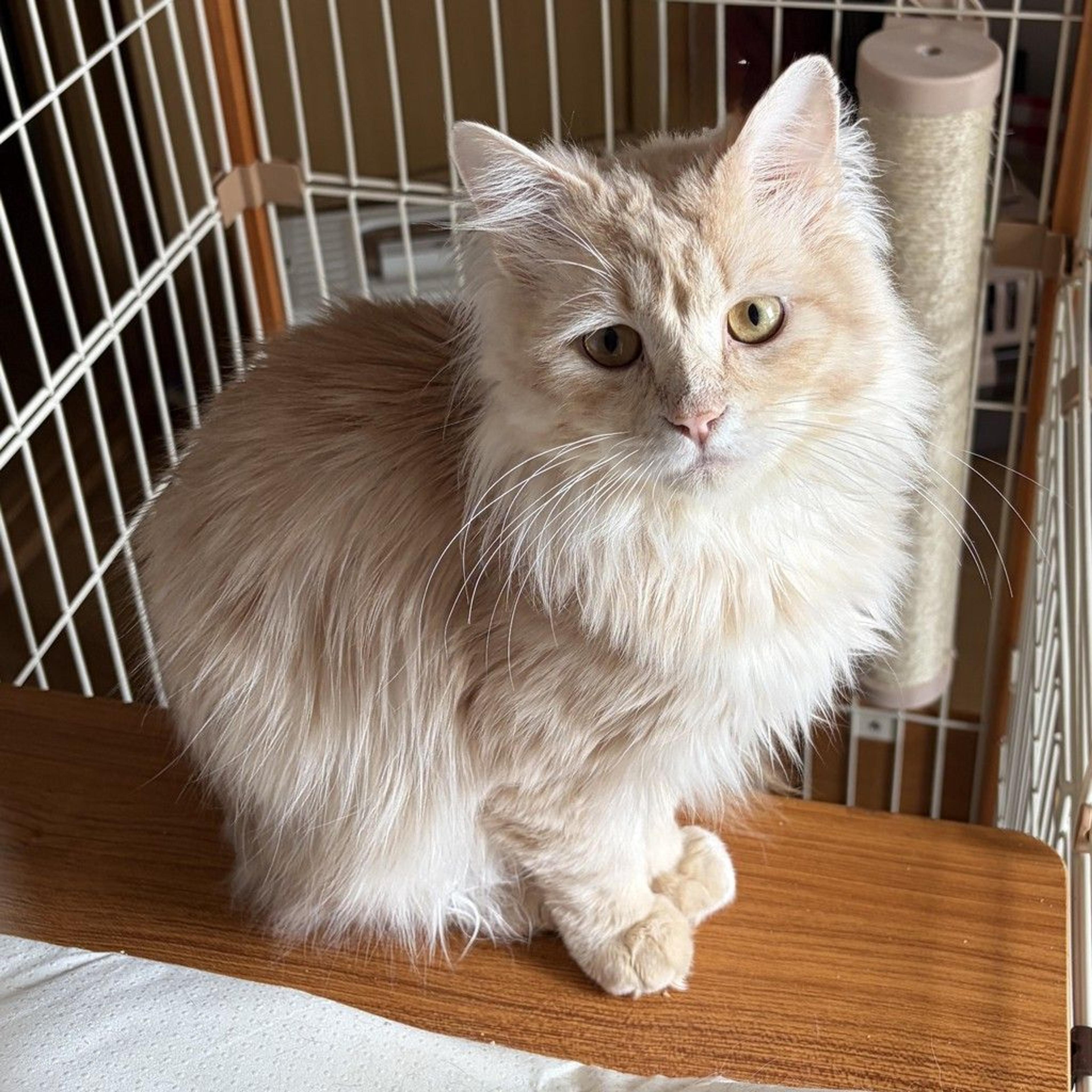 pet-image-6