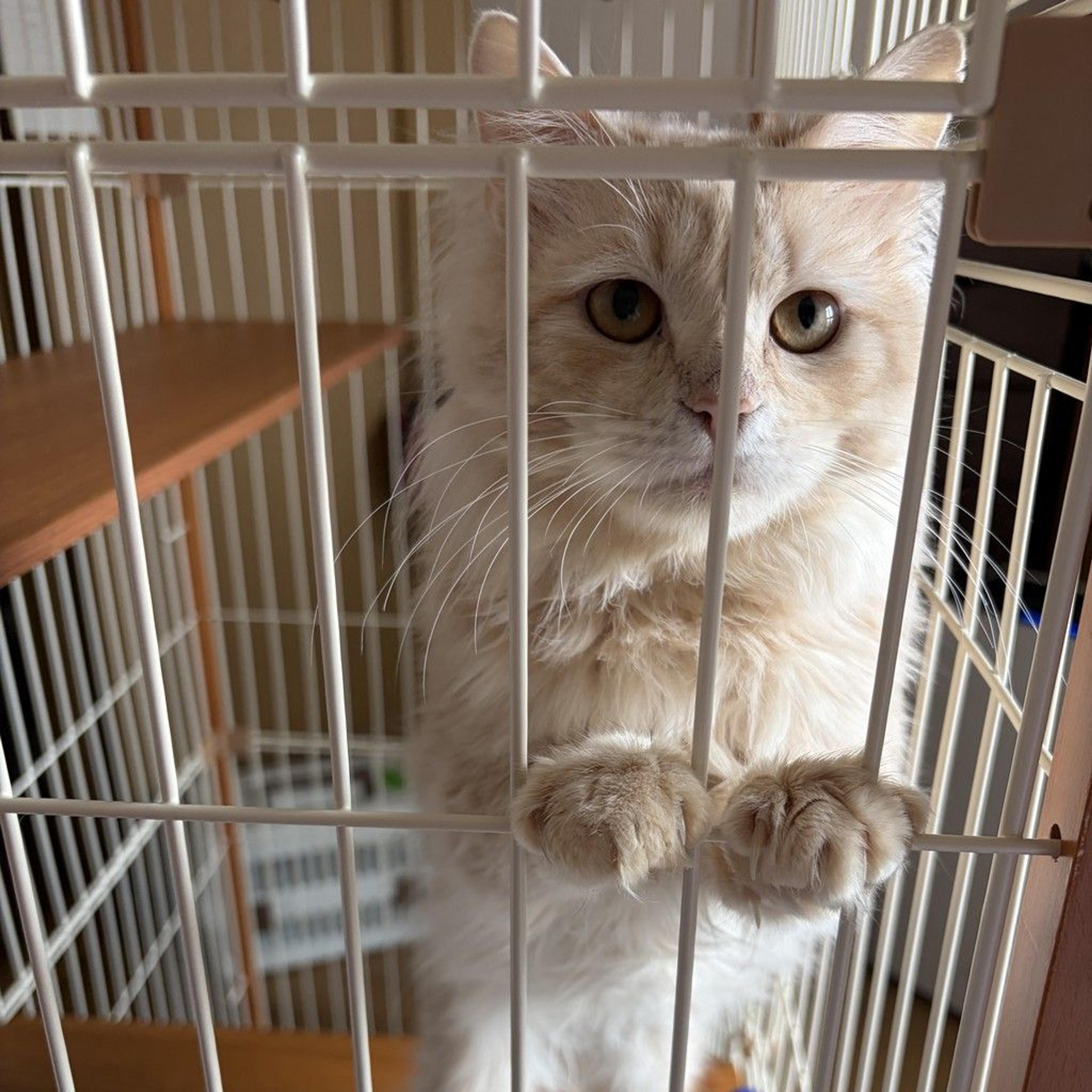 pet-image-7