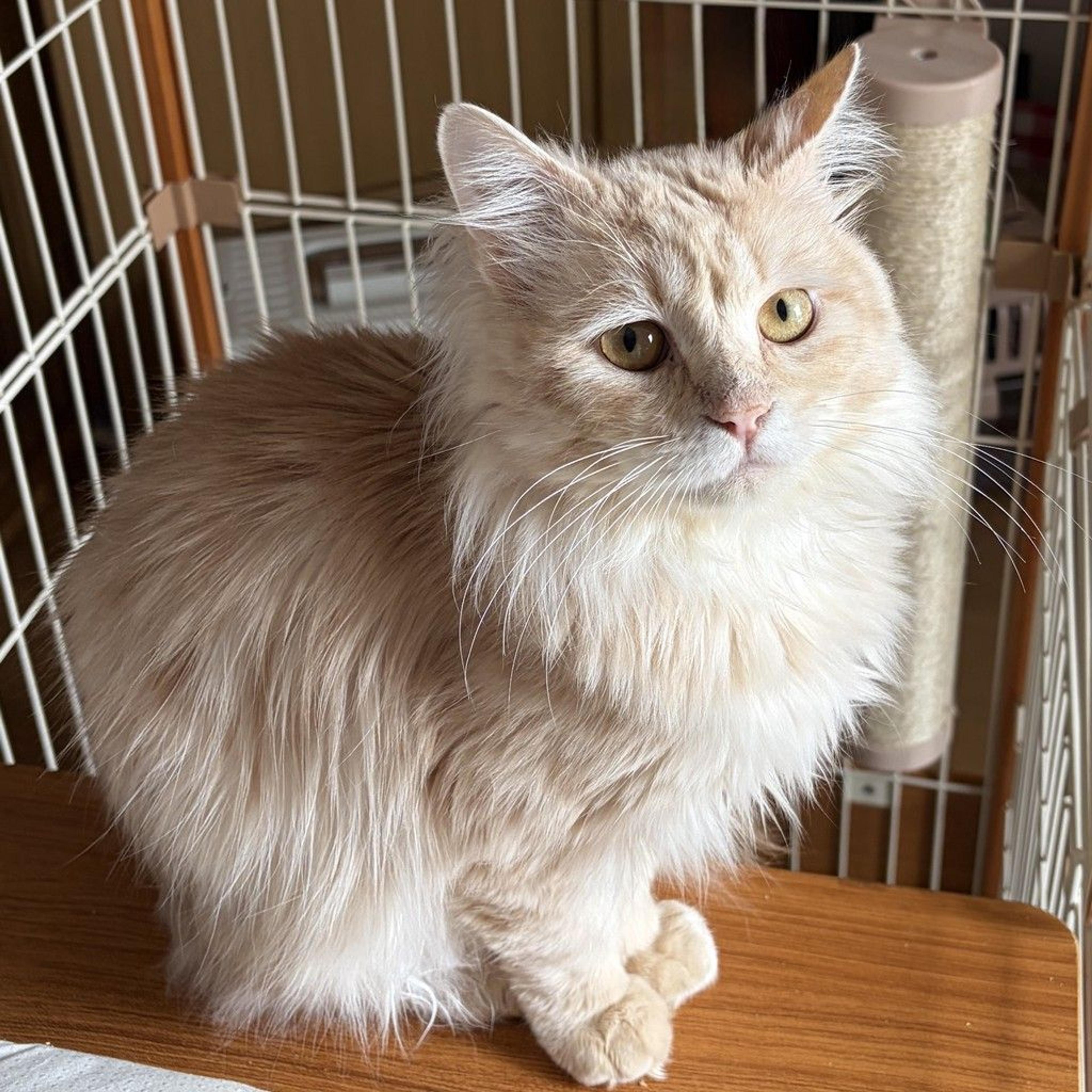 pet-image-8