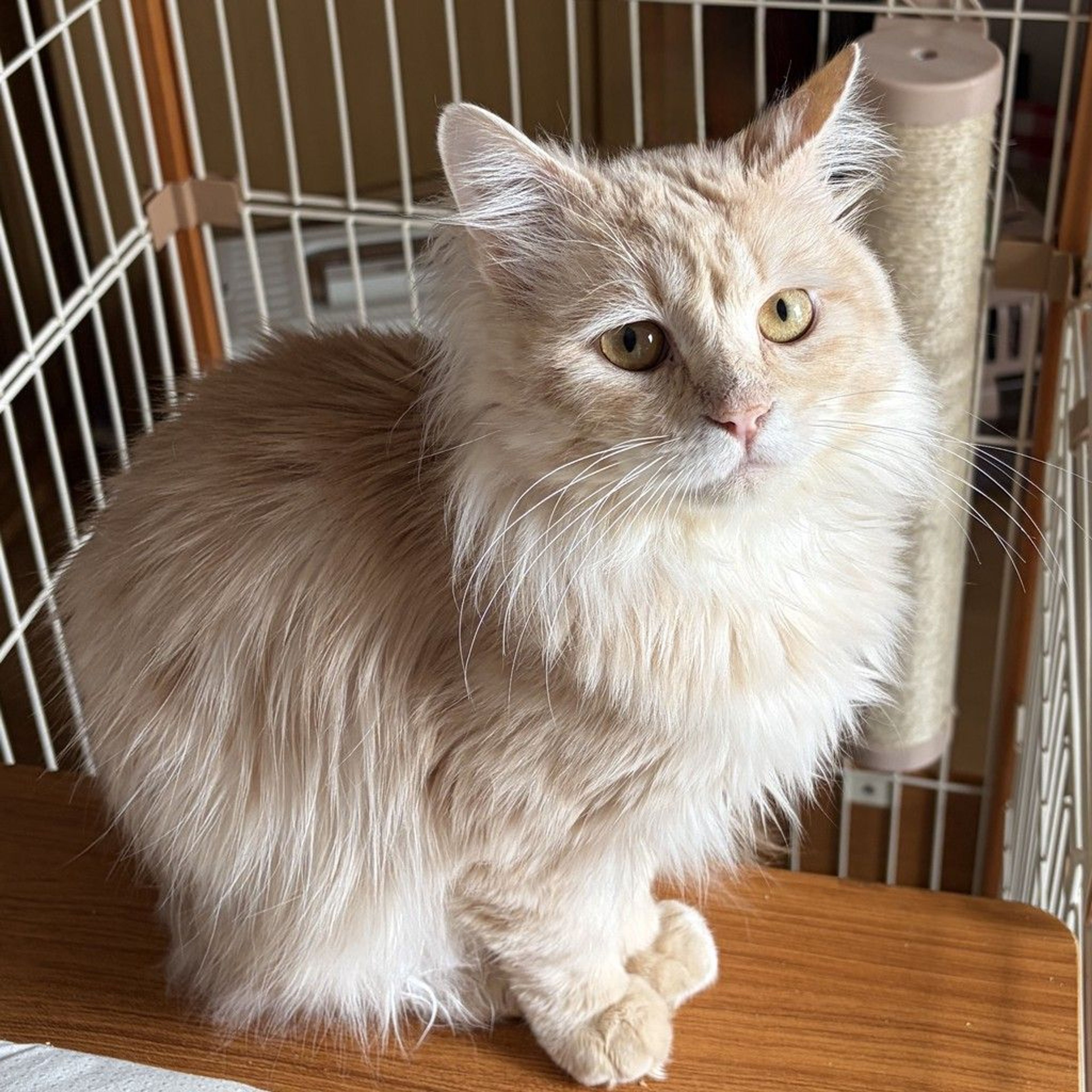 pet-image-8