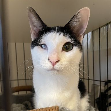 雑種（ミックス猫）・メスの里親募集の写真