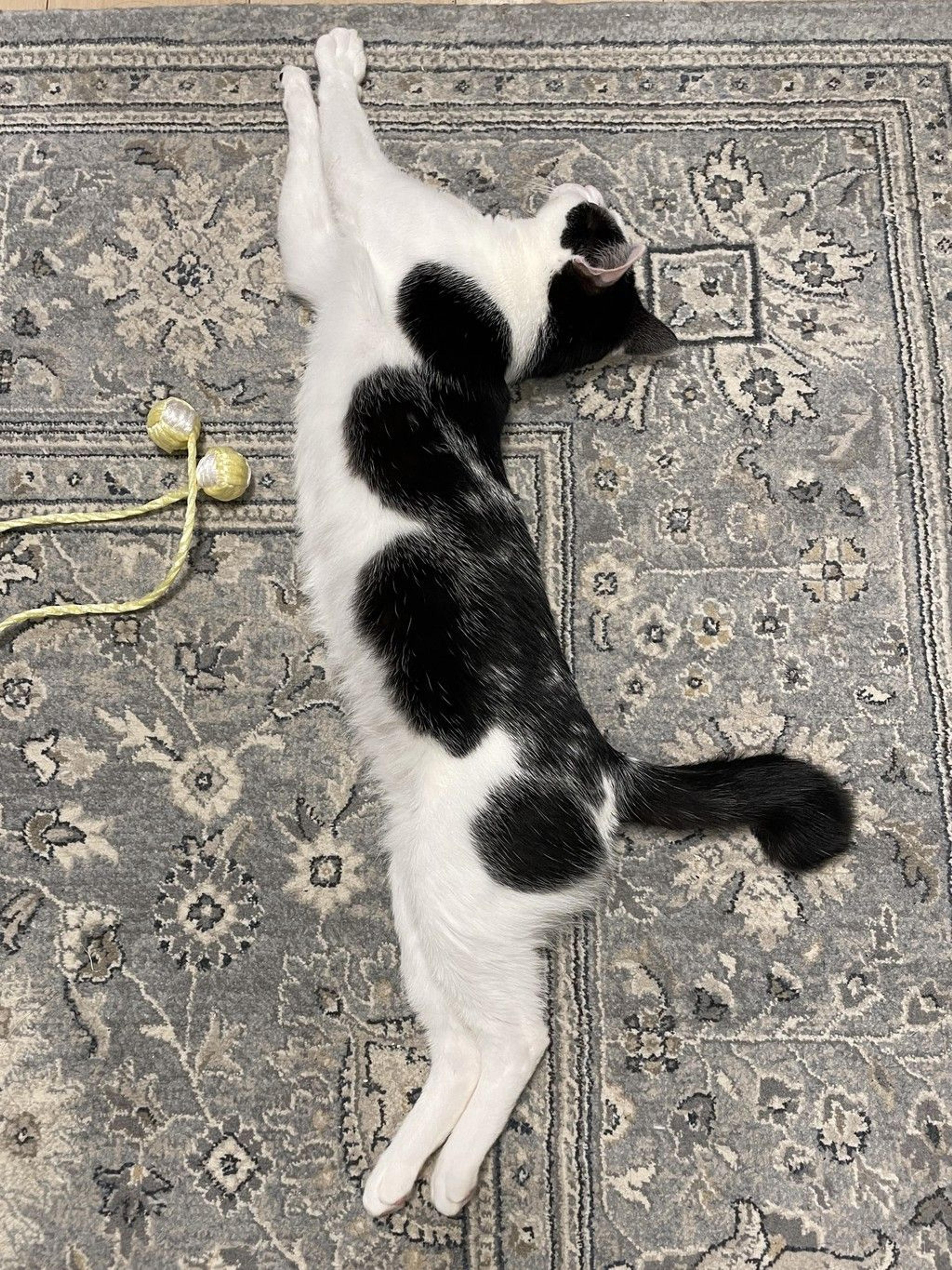 pet-image-7