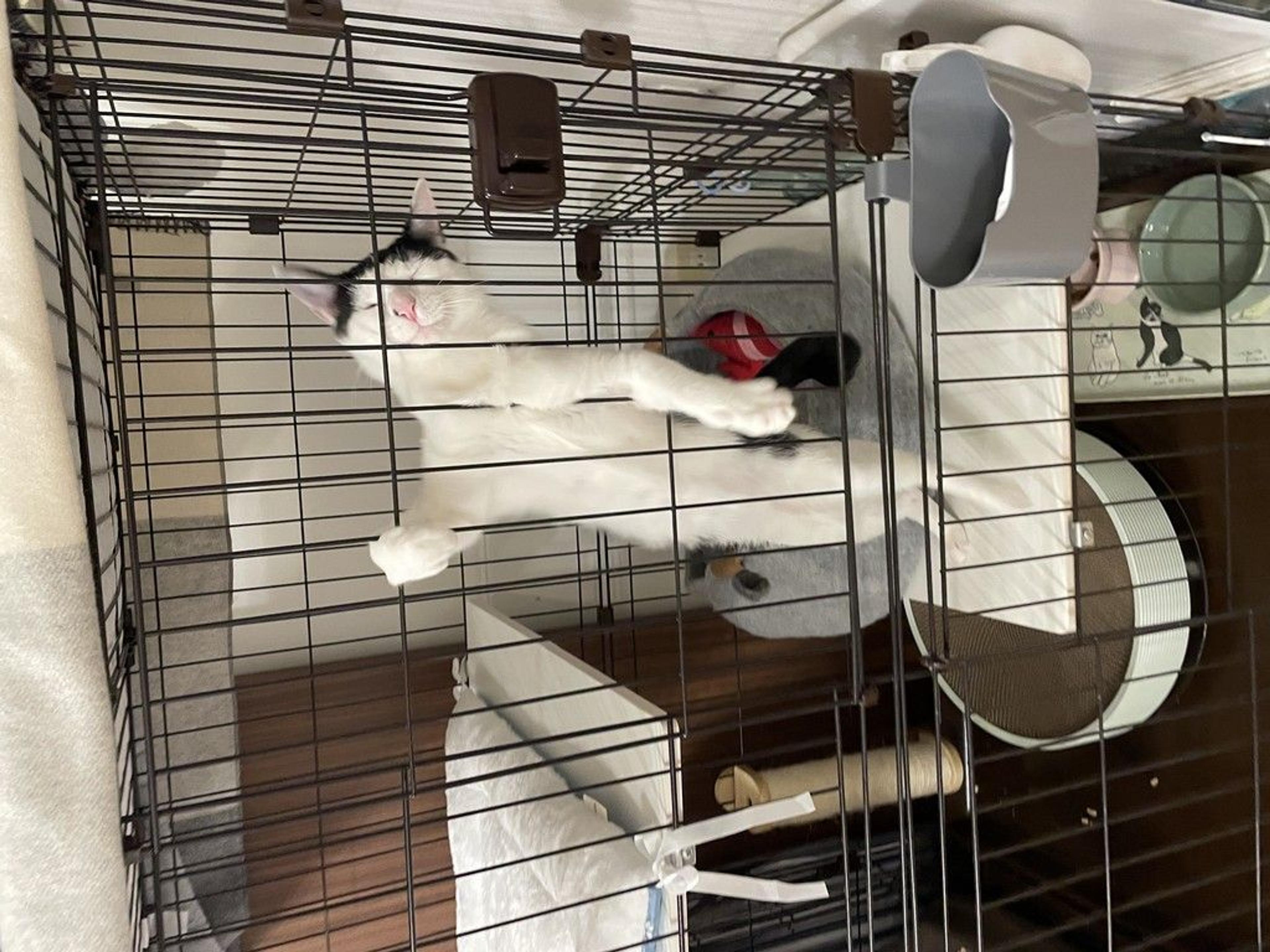 pet-image-9