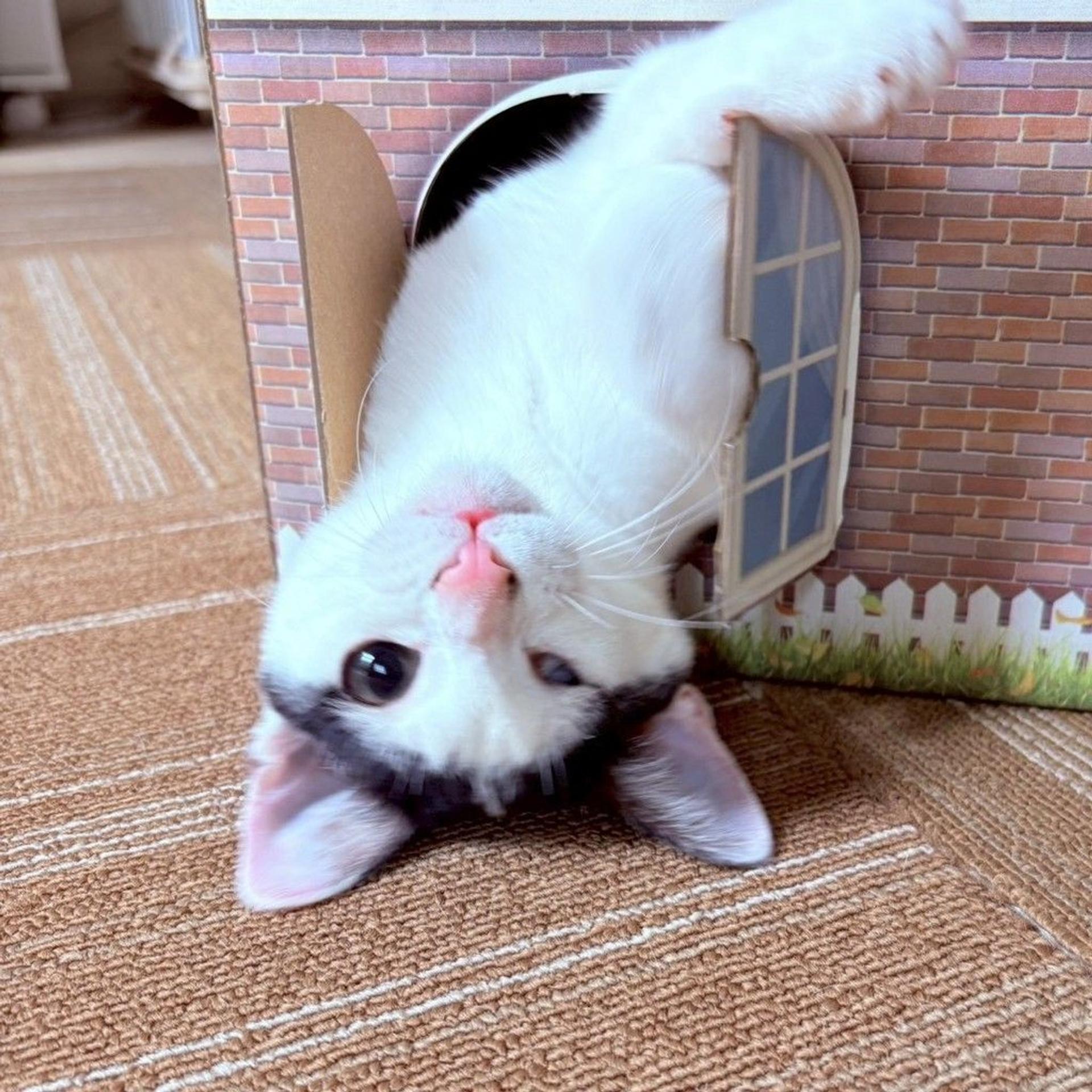 pet-image-2