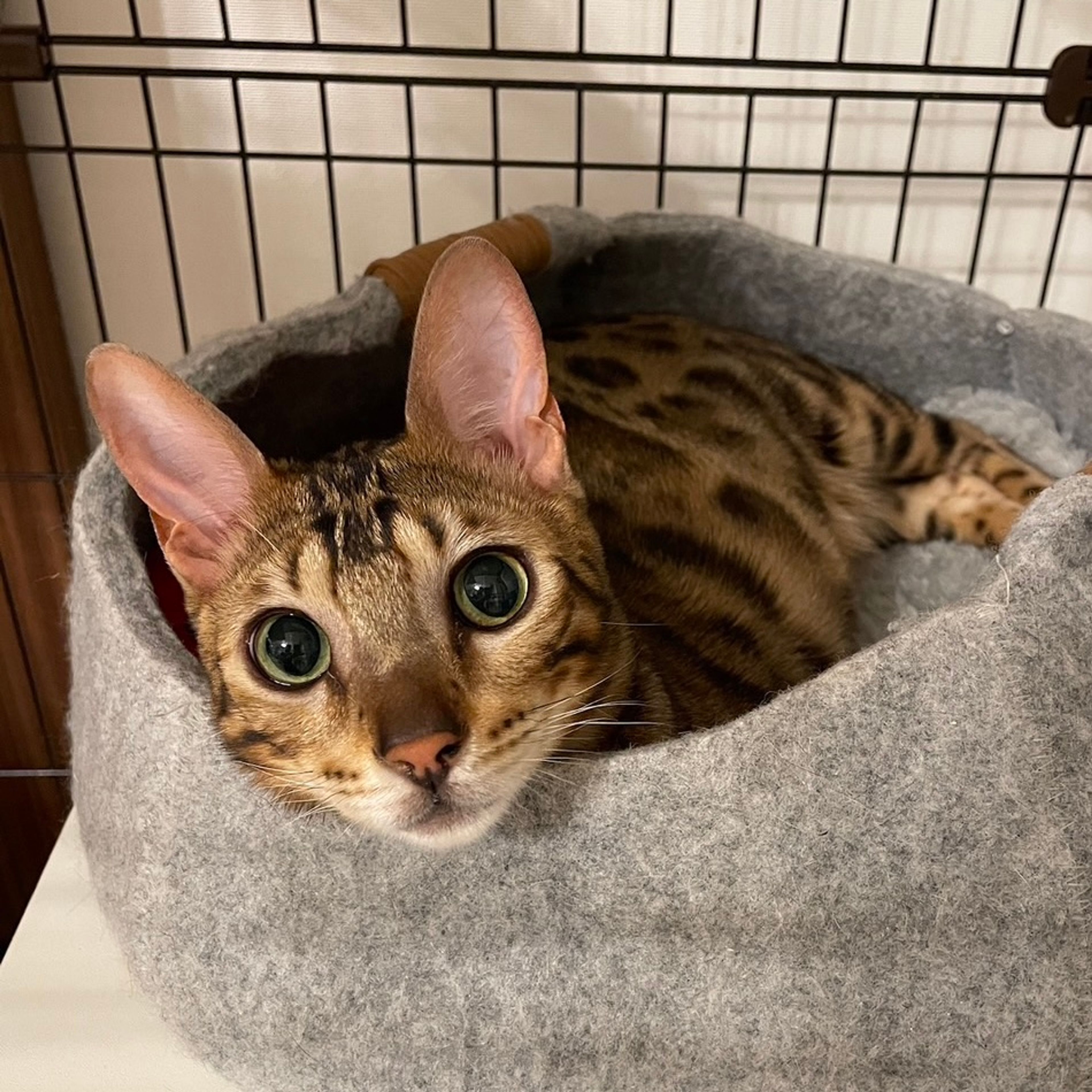 雑種（ミックス猫）・オスの里親募集の写真