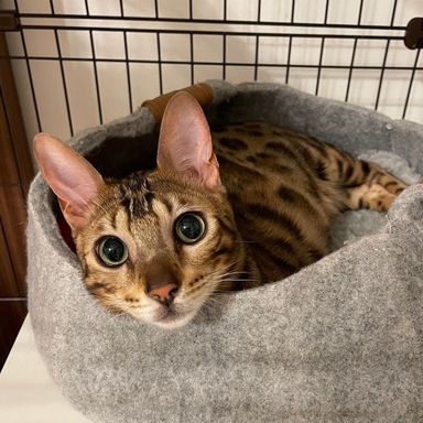 雑種（ミックス猫）・オスの里親募集の写真