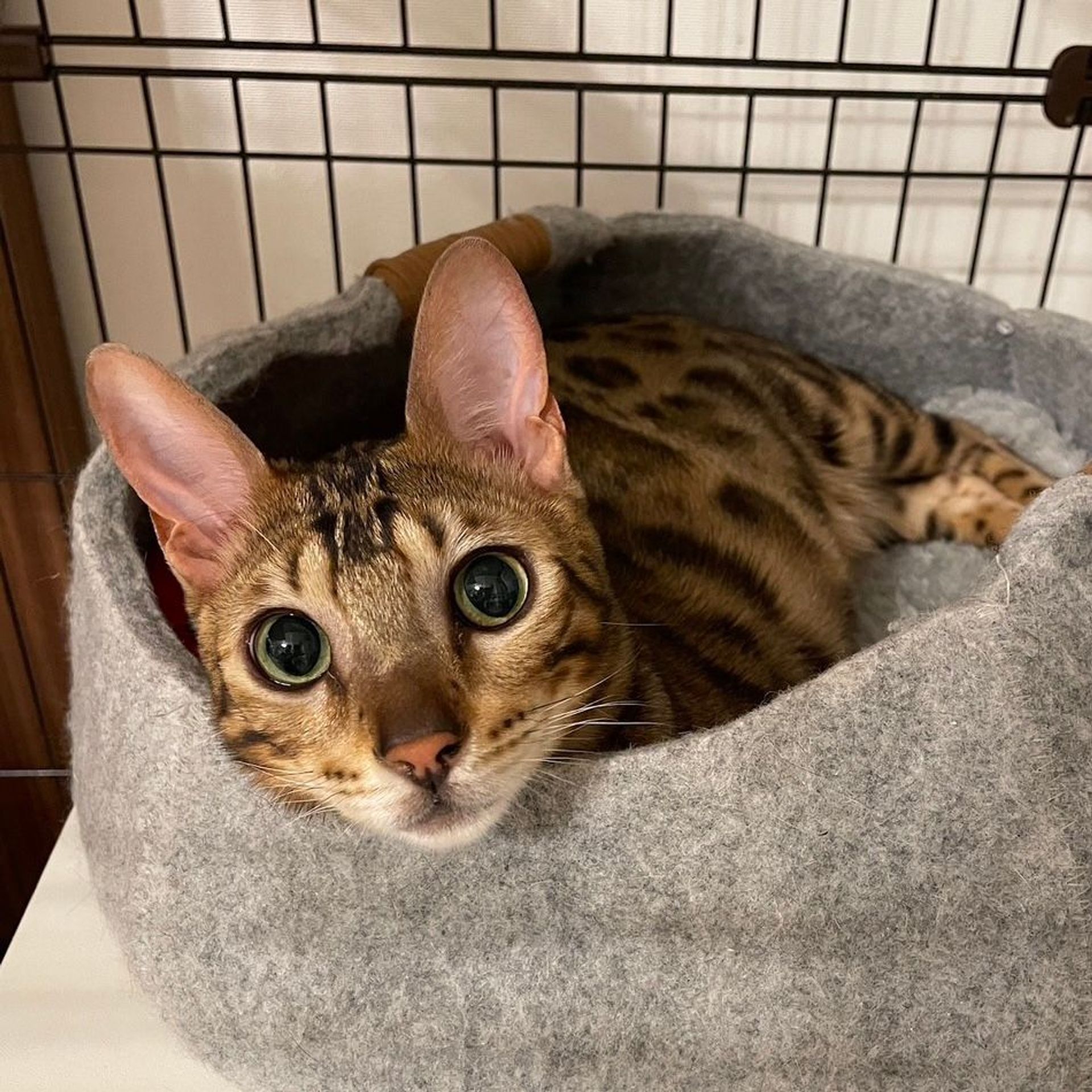 雑種（ミックス猫）・オスの里親募集の写真
