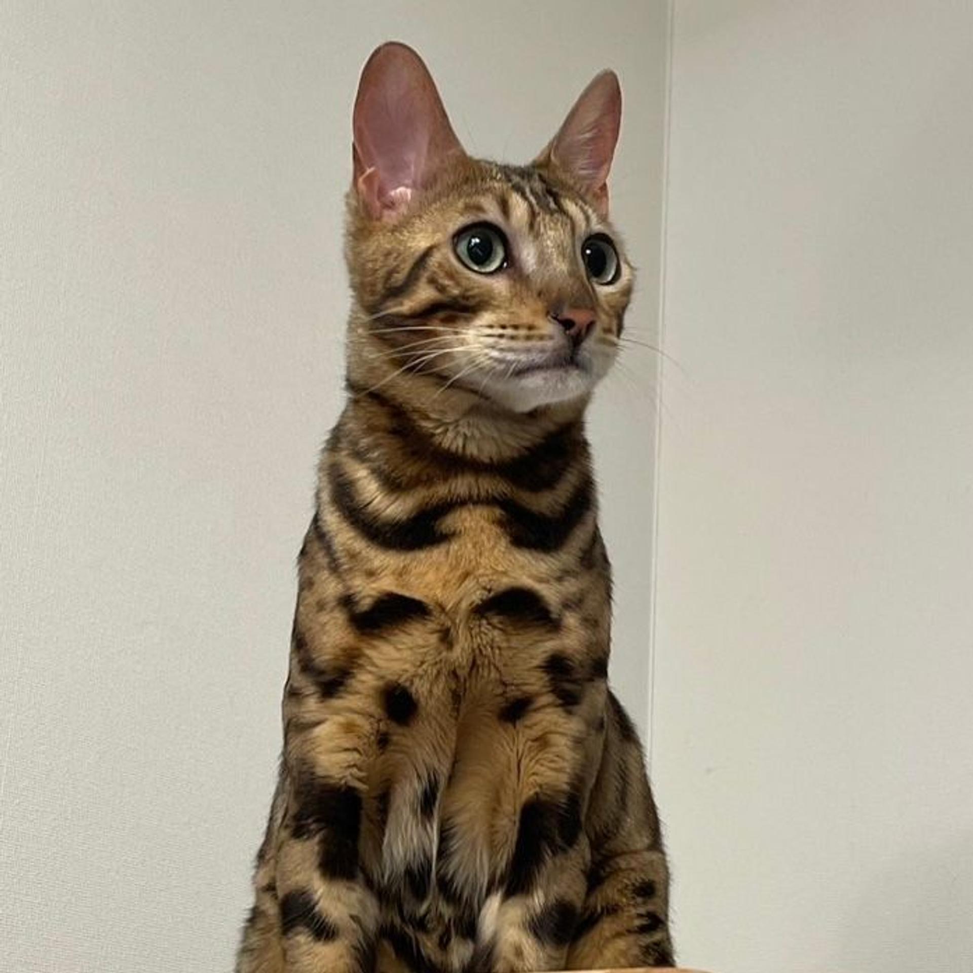 pet-image-6