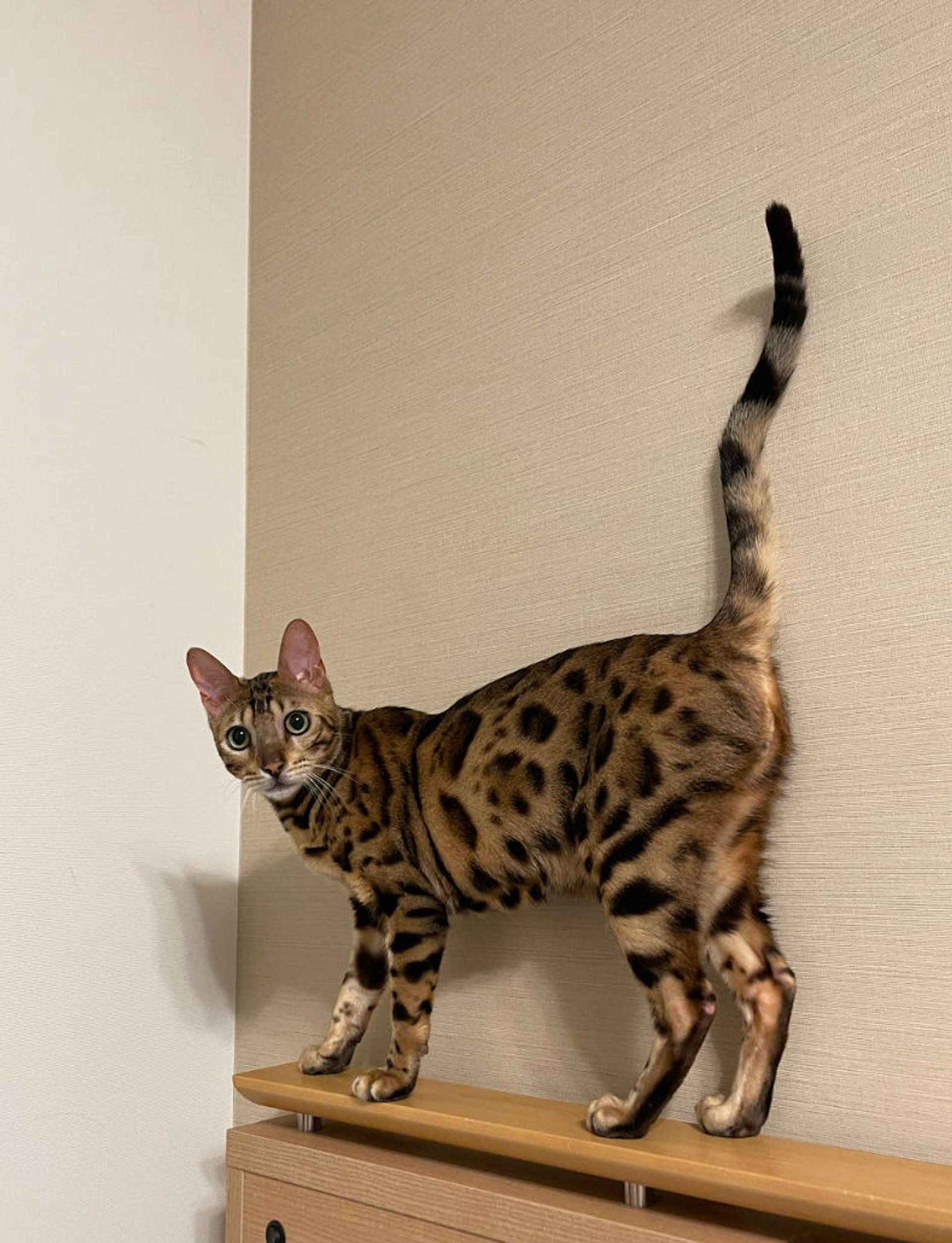 pet-image-8