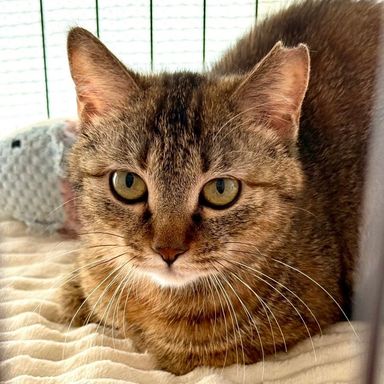 雑種（ミックス猫）・メスの里親募集の写真