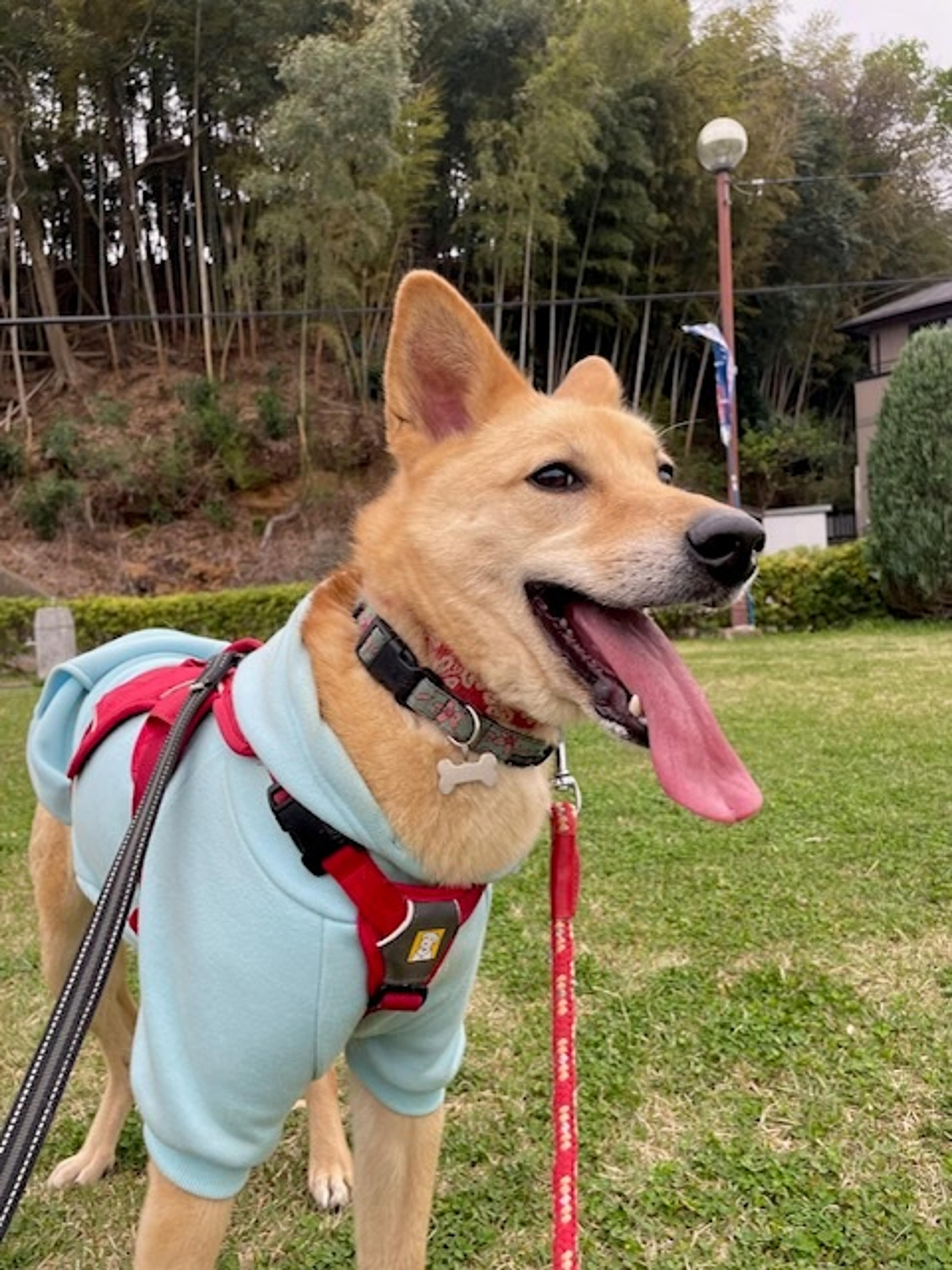 pet-image-2