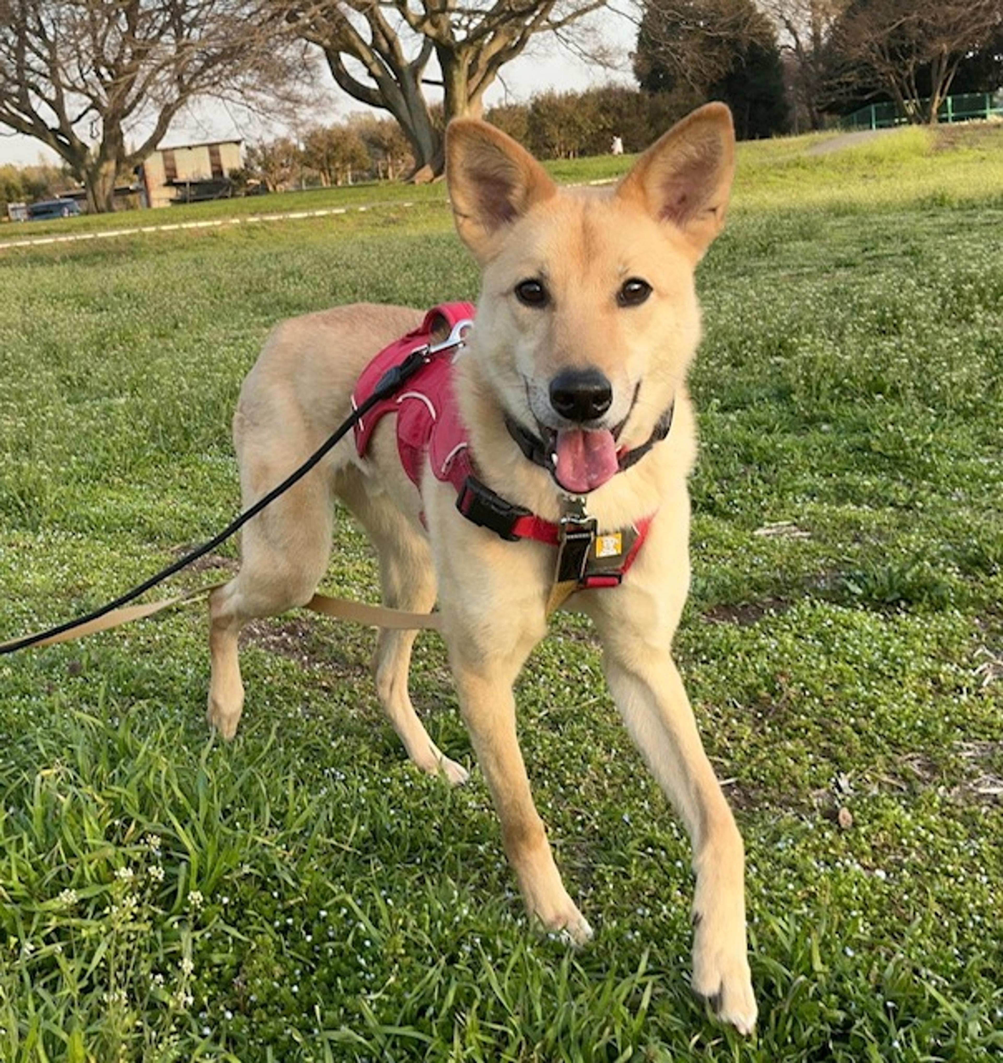 pet-image-3