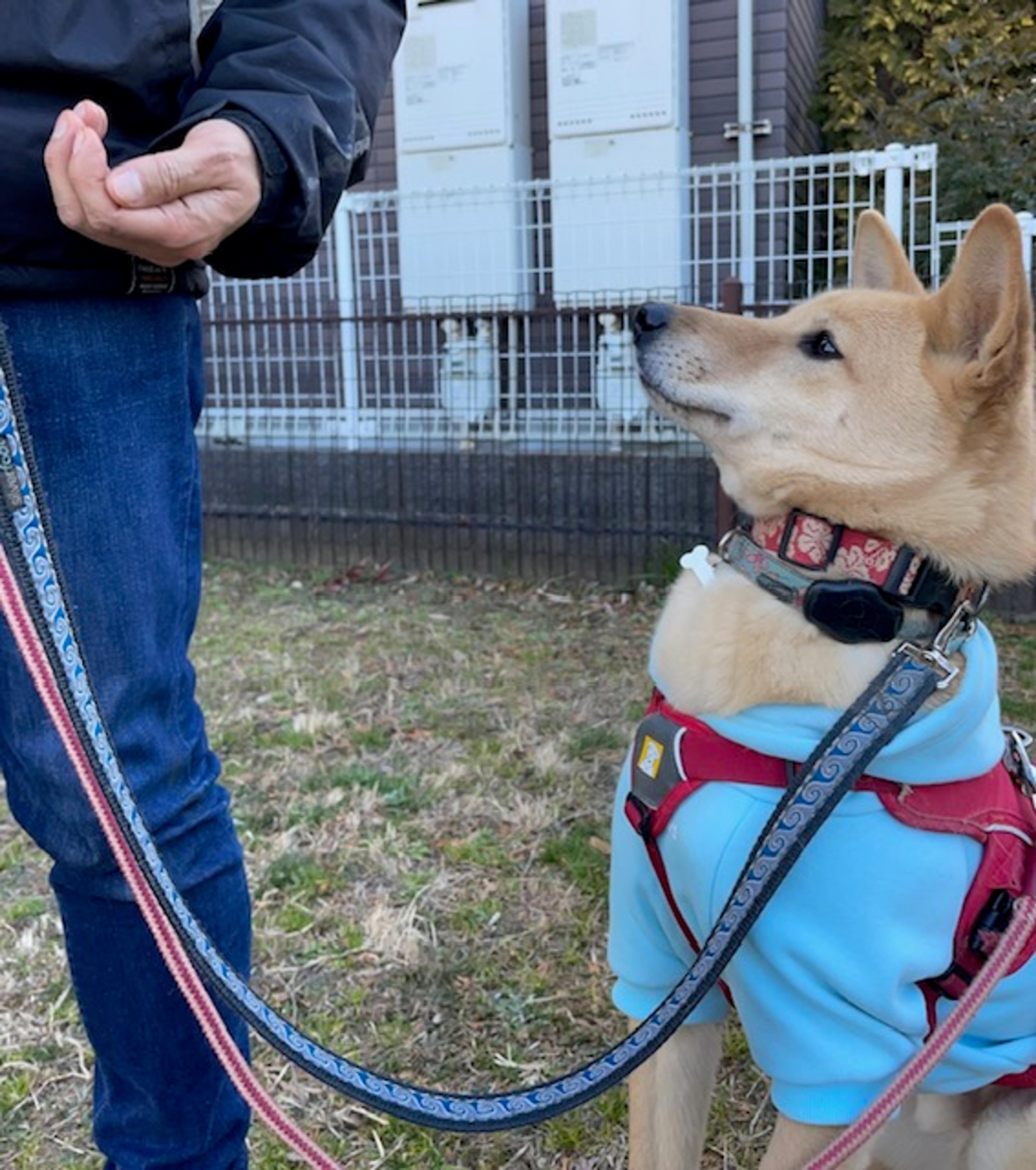 pet-image-4