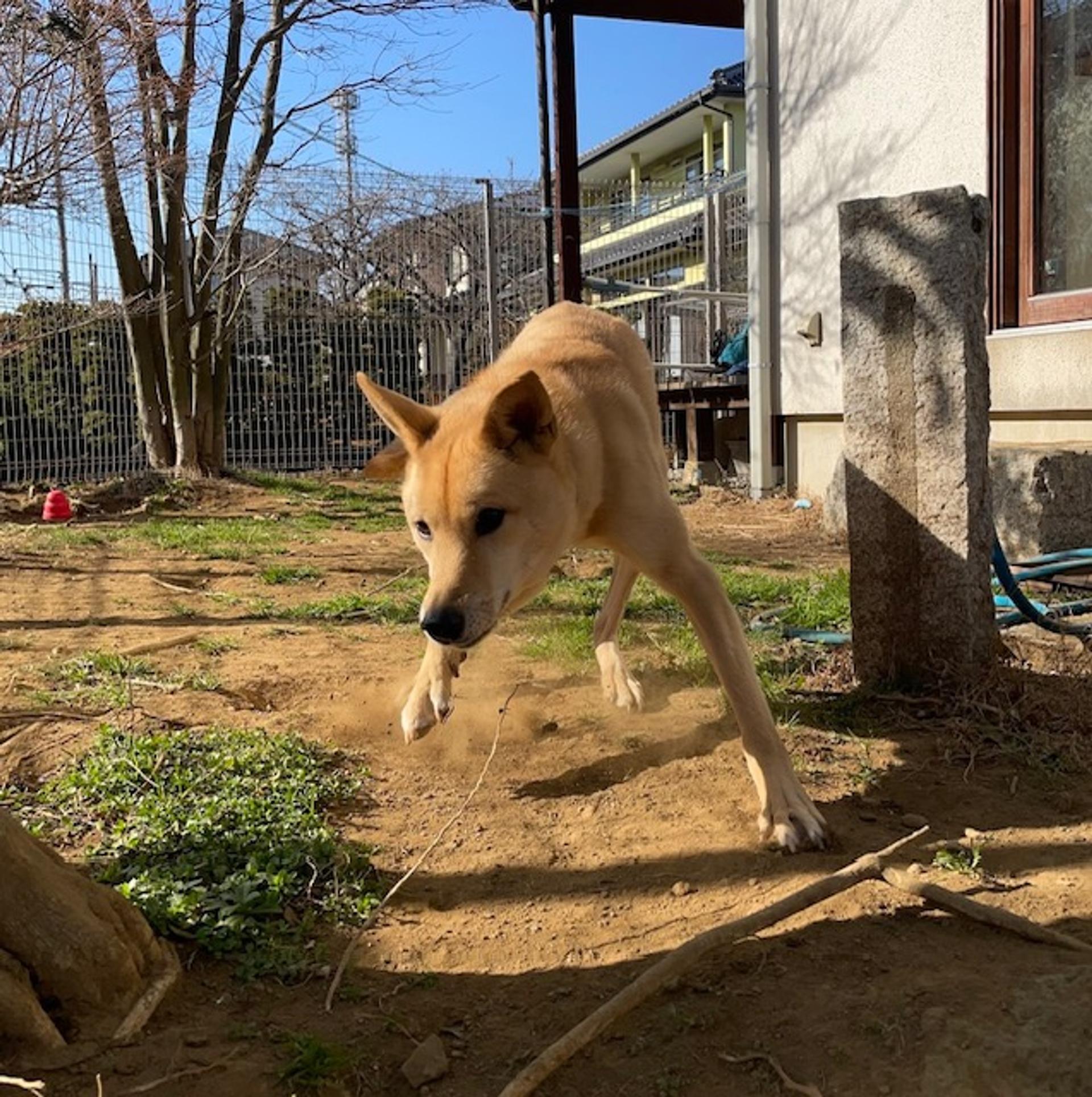 pet-image-5
