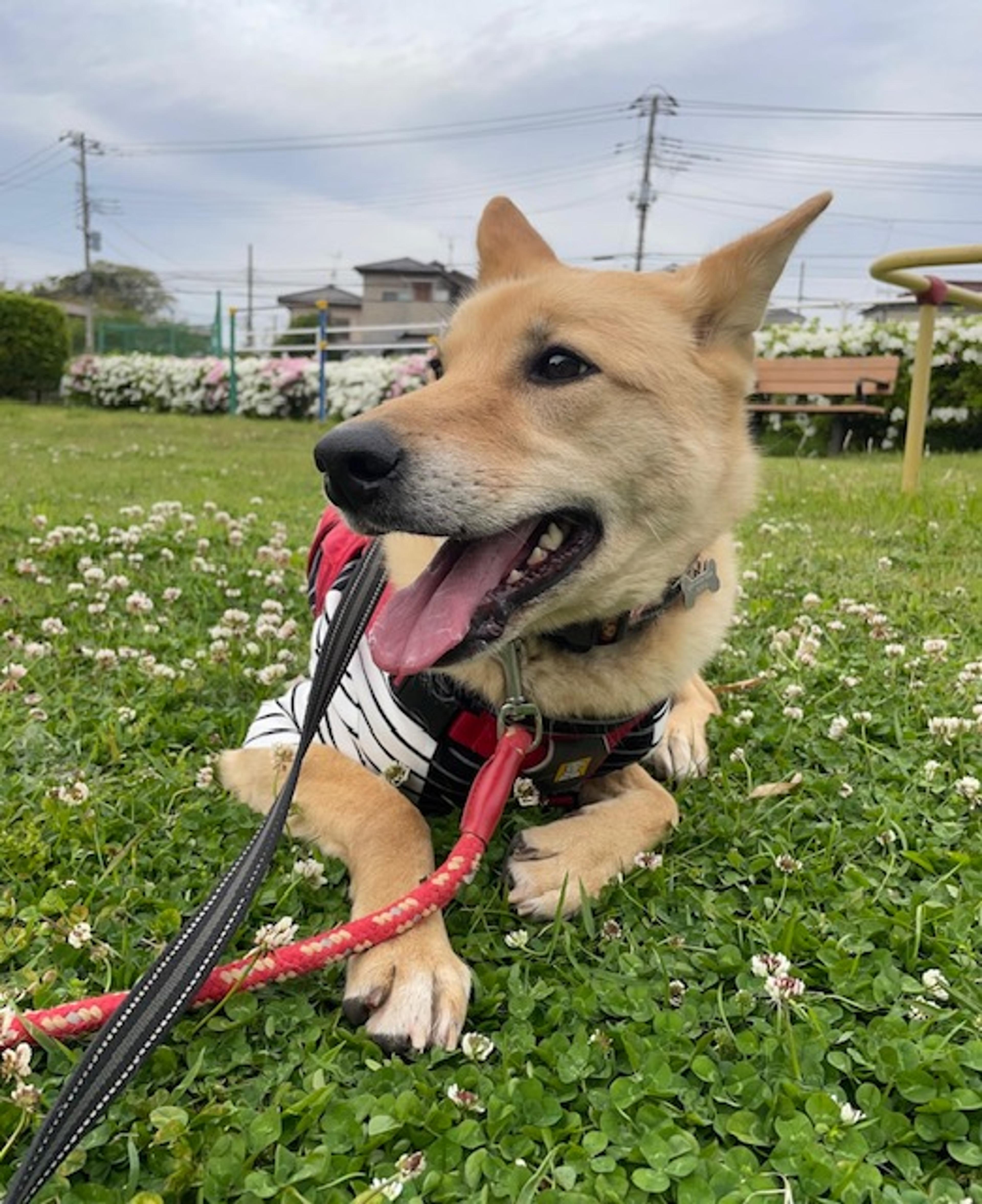 pet-image-6