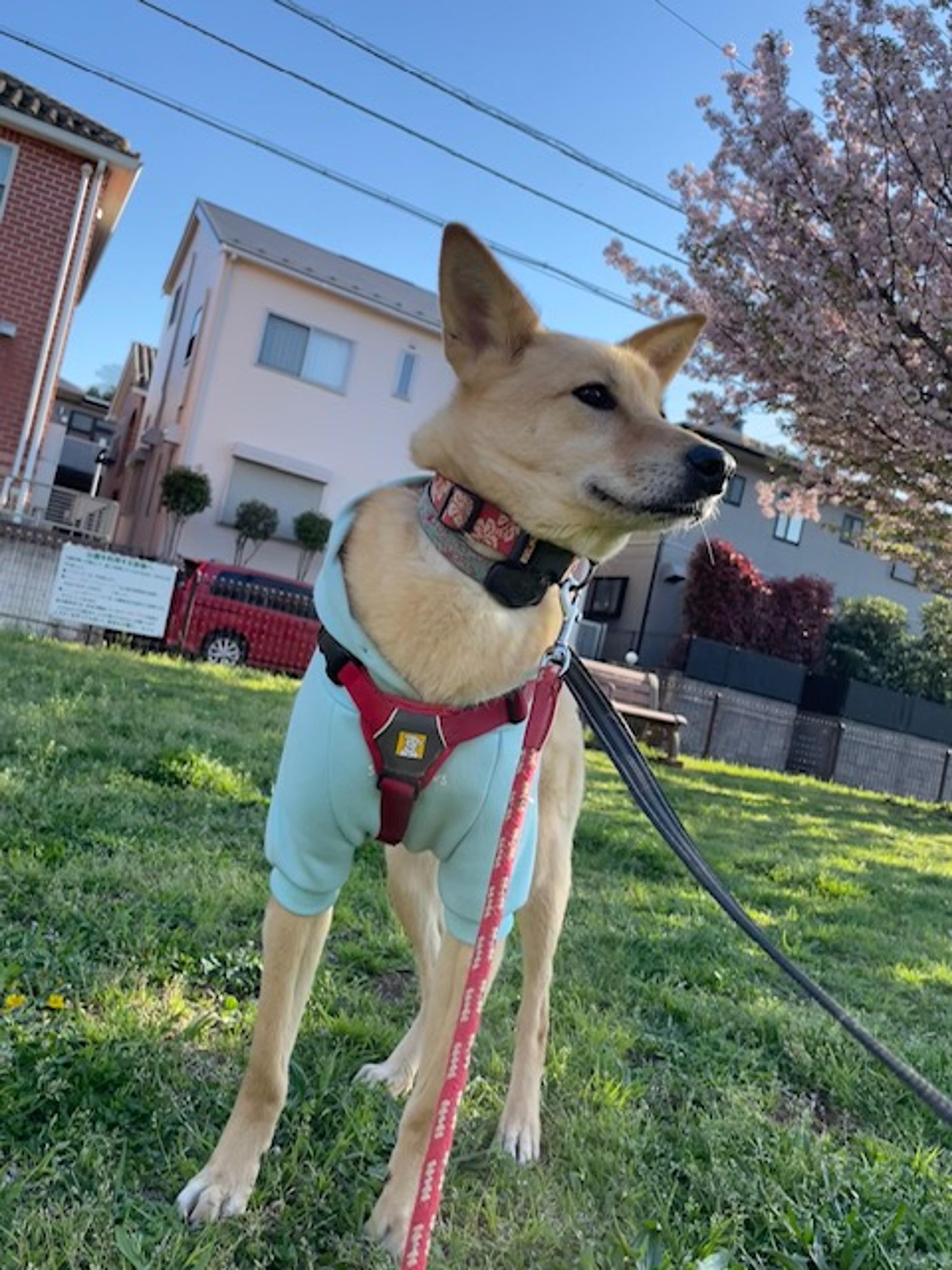 pet-image-8