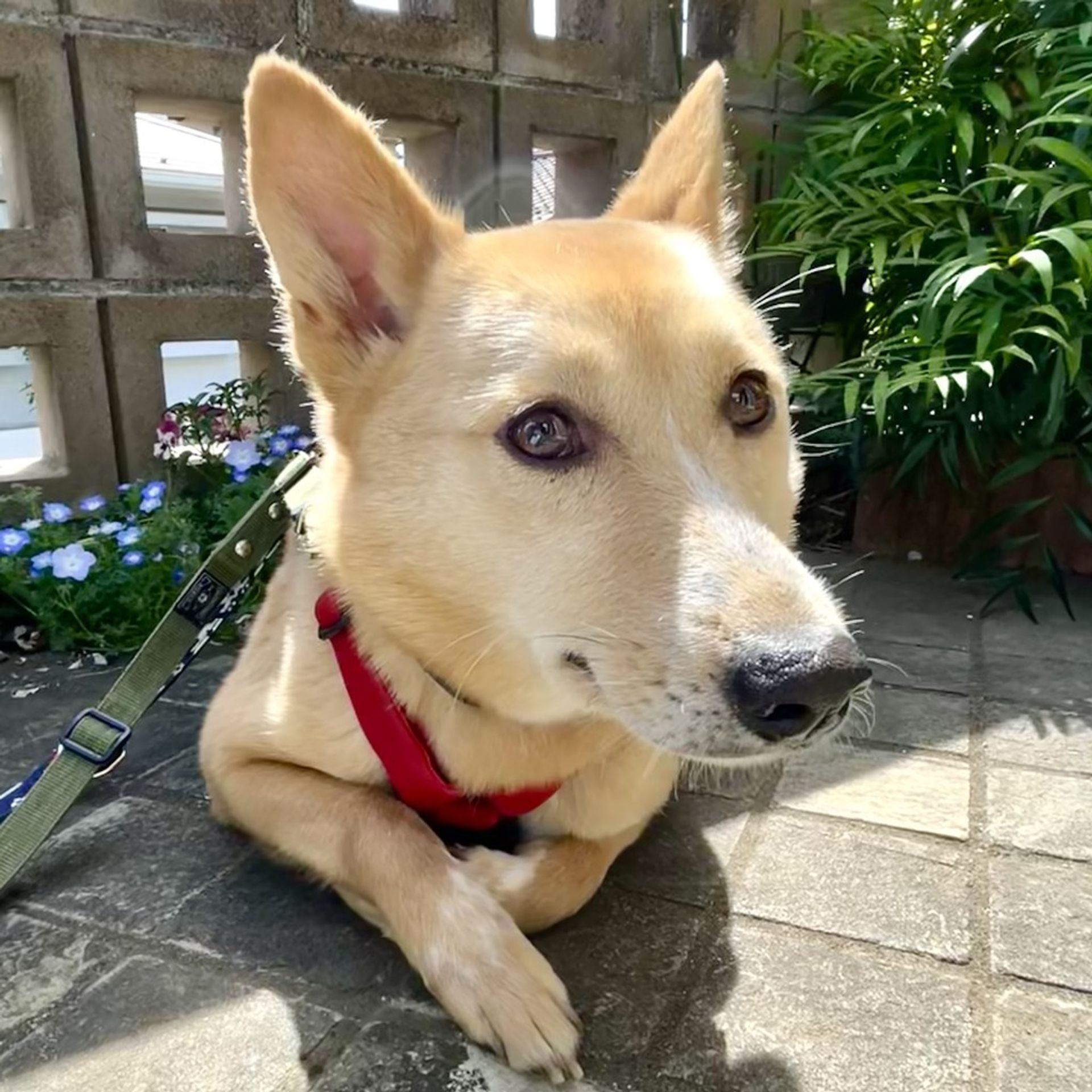 雑種（ミックス犬）・メスの里親募集の写真