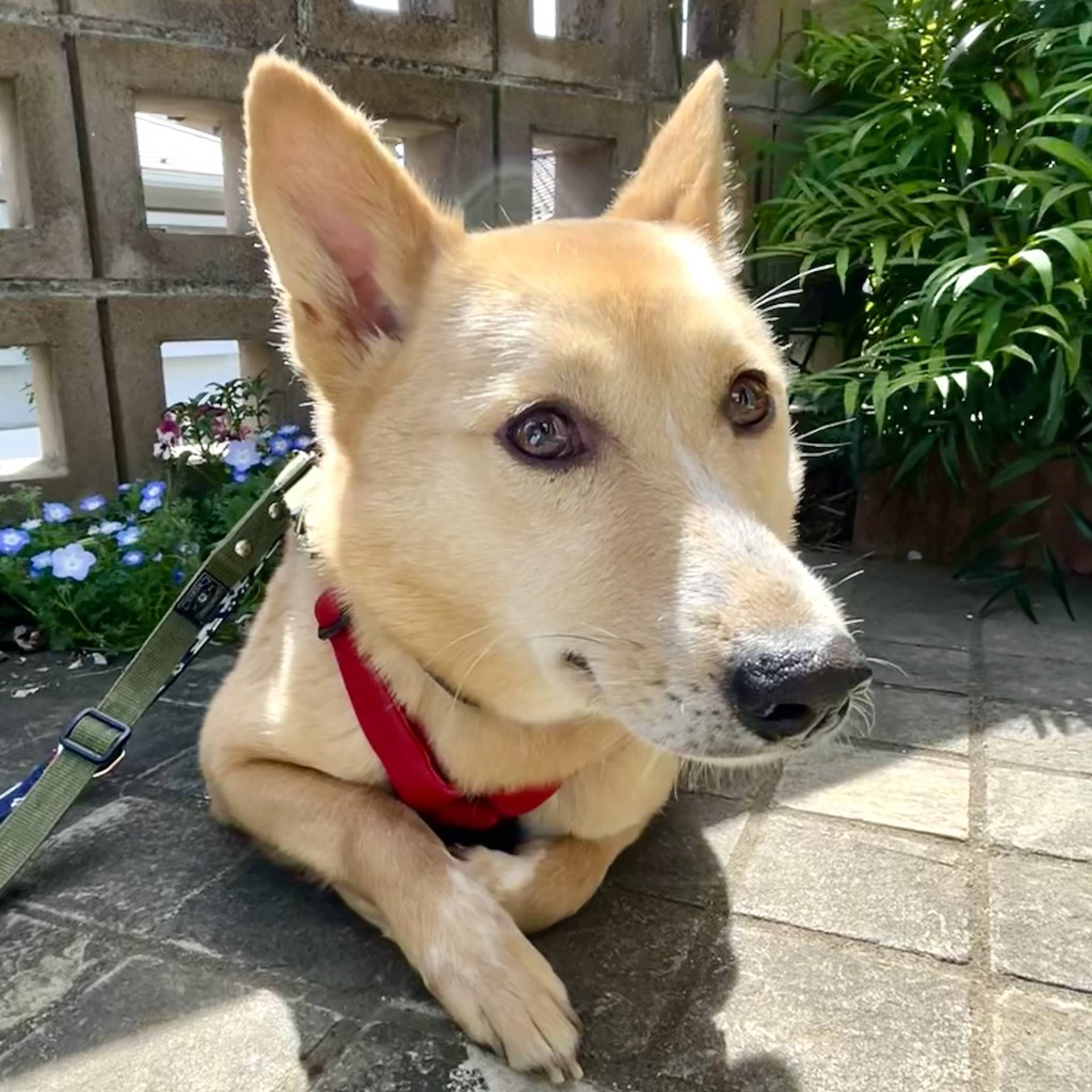 雑種（ミックス犬）・メスの里親募集の写真