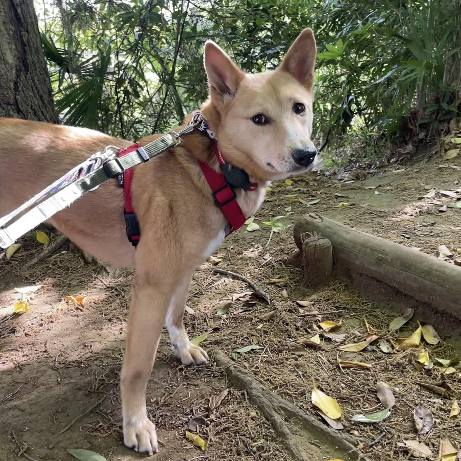 pet-image-2