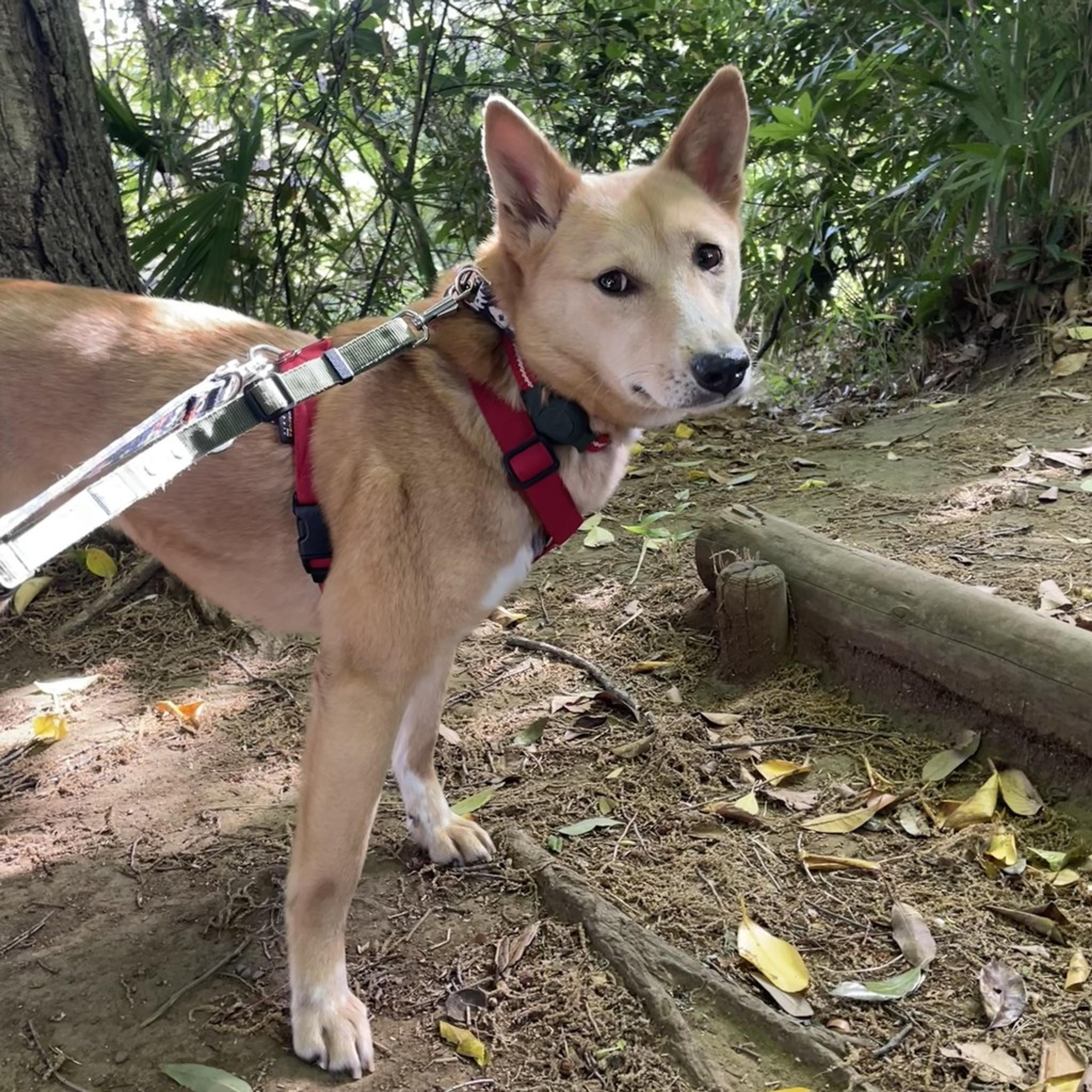 pet-image-2