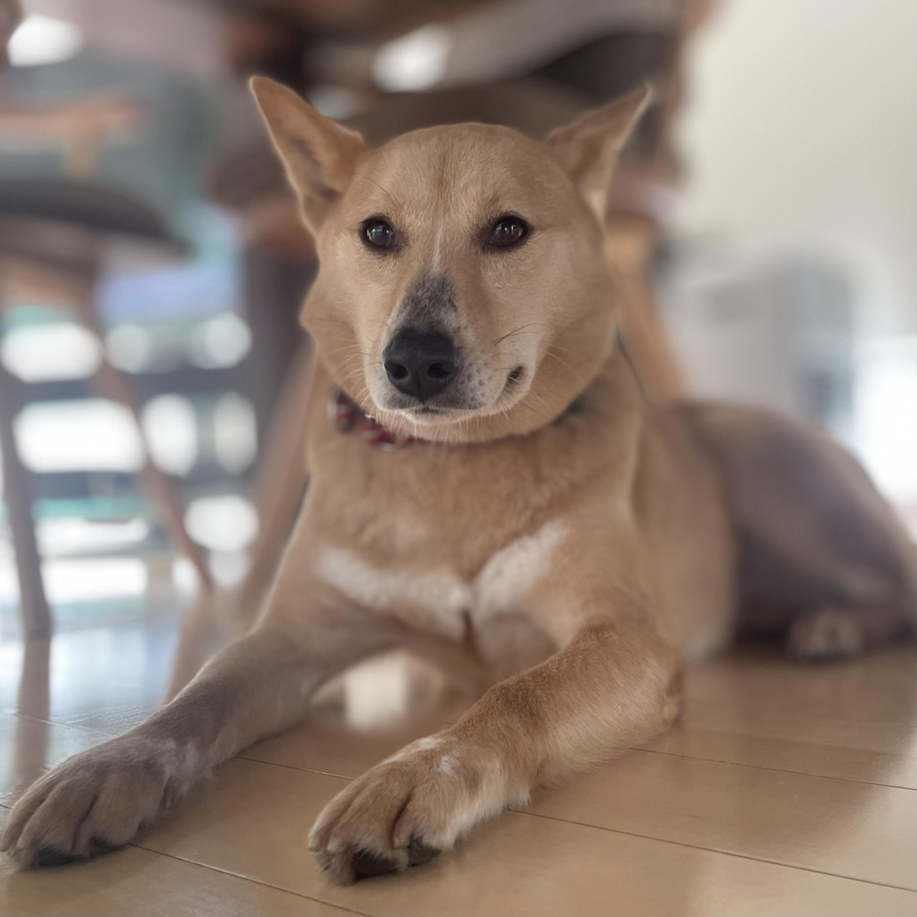 pet-image-3