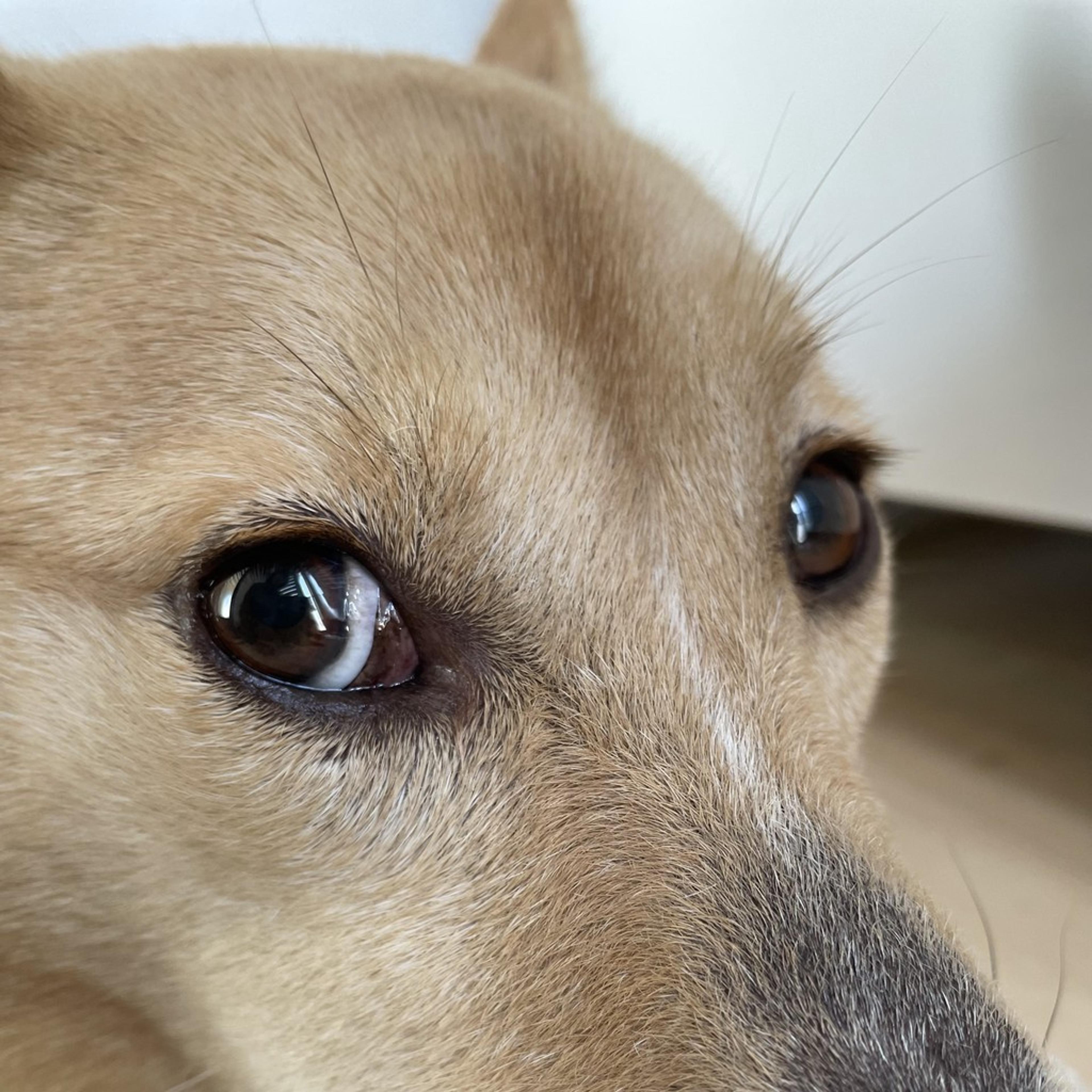 pet-image-4