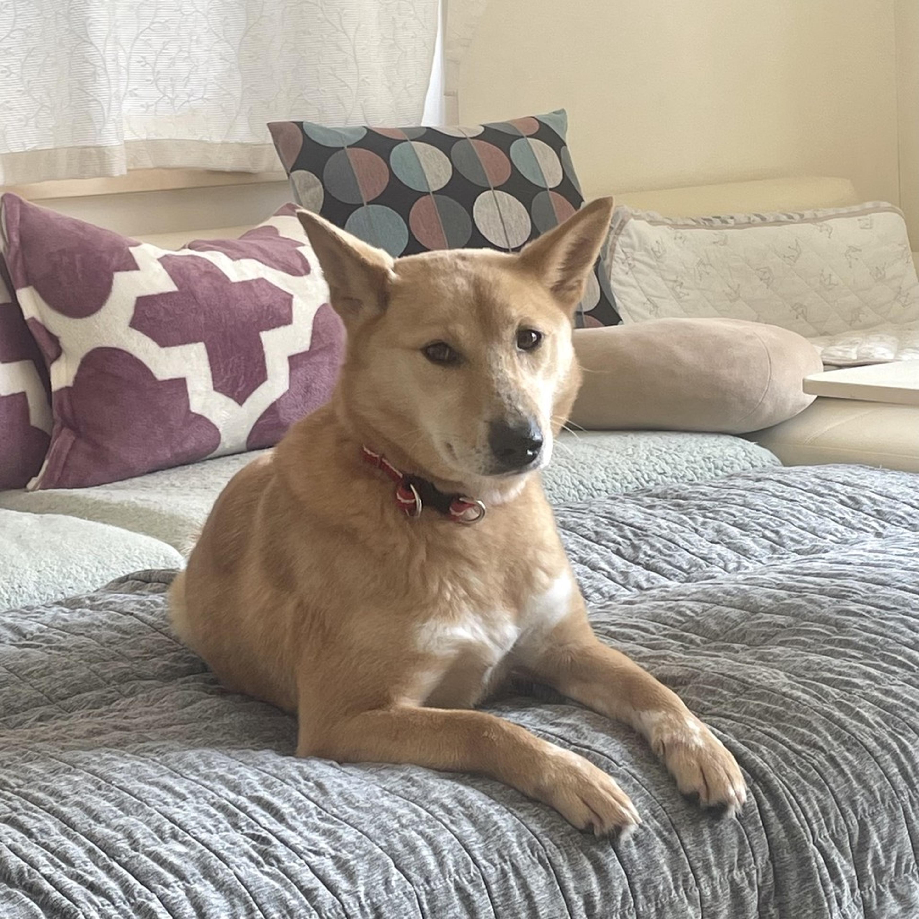 pet-image-7