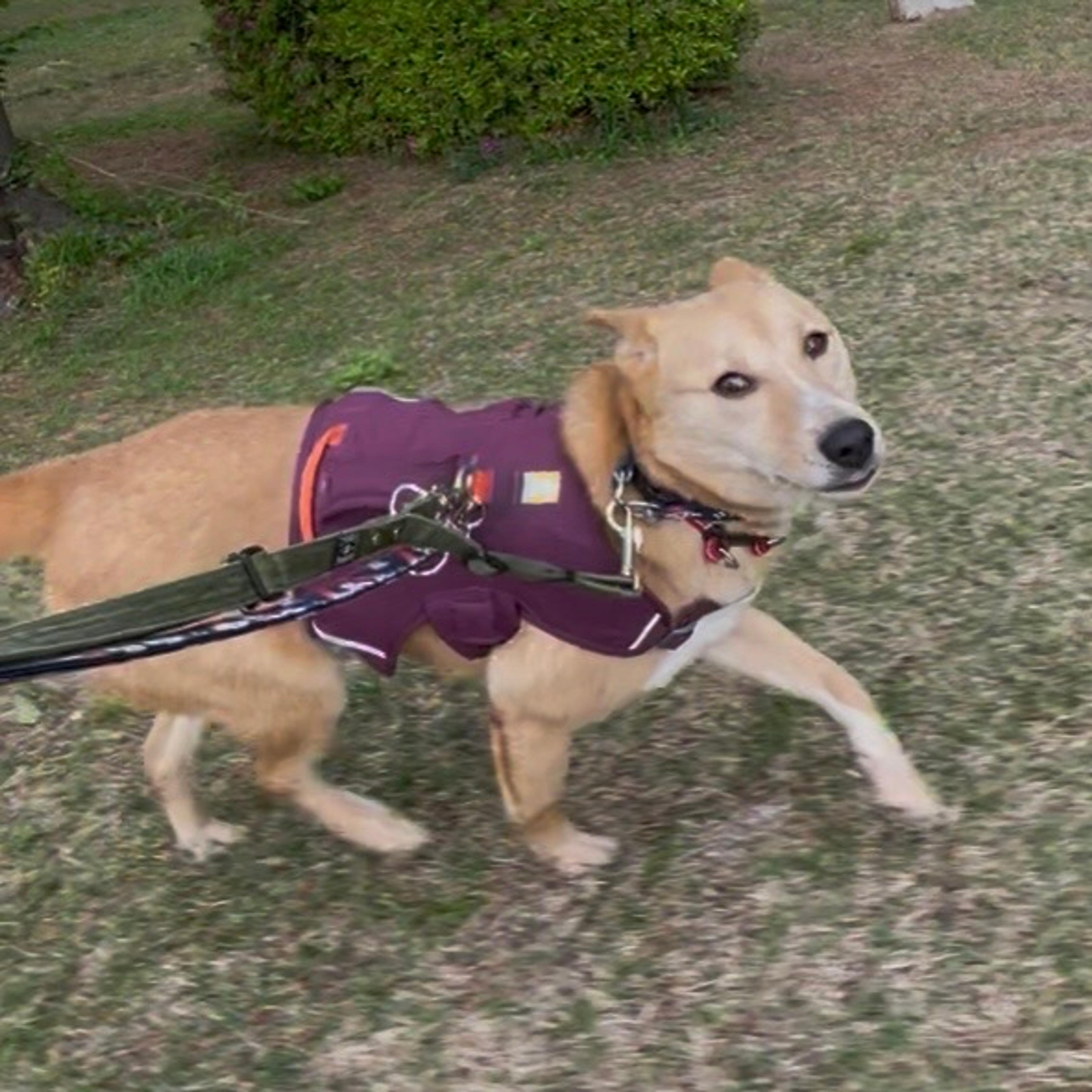 pet-image-9