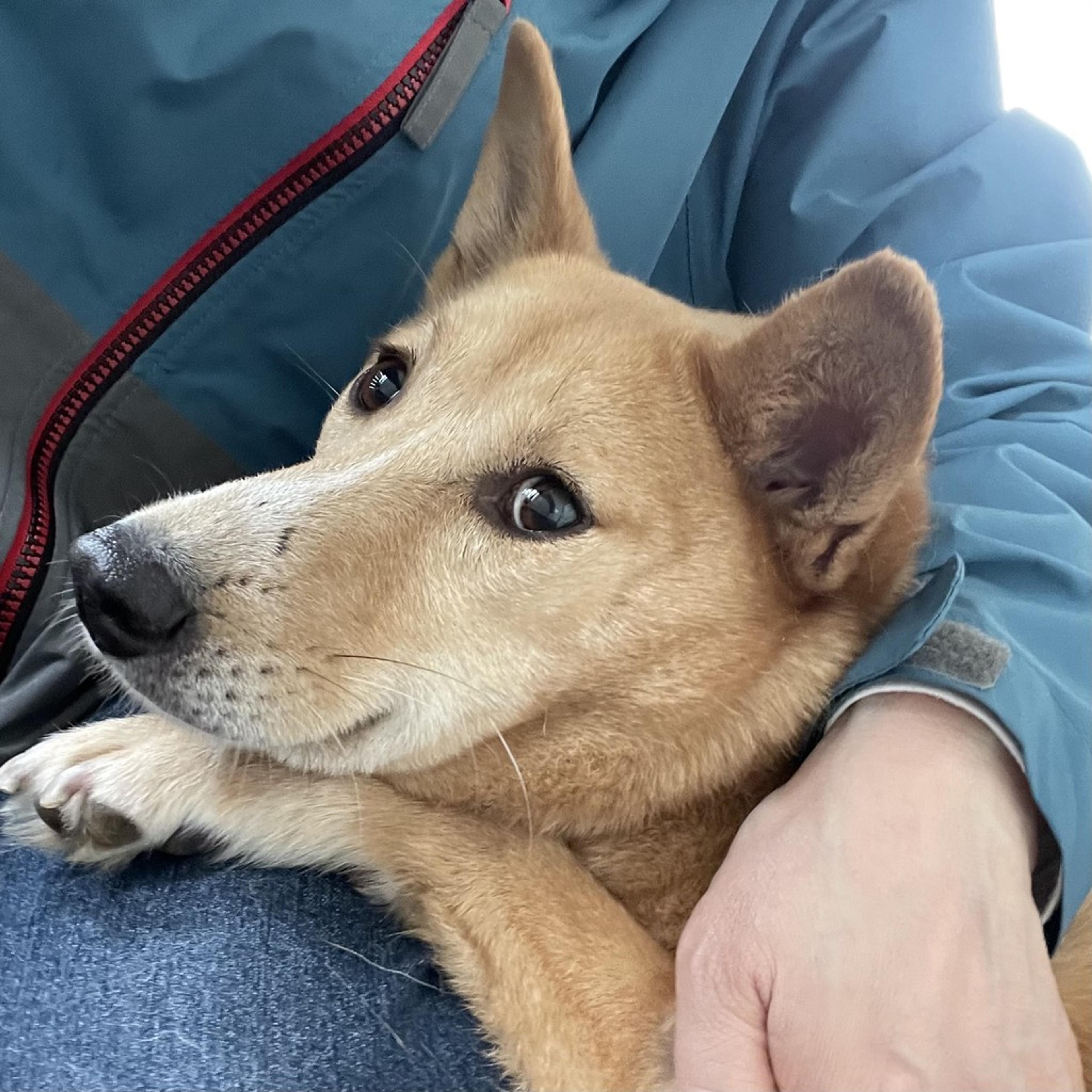pet-image-10