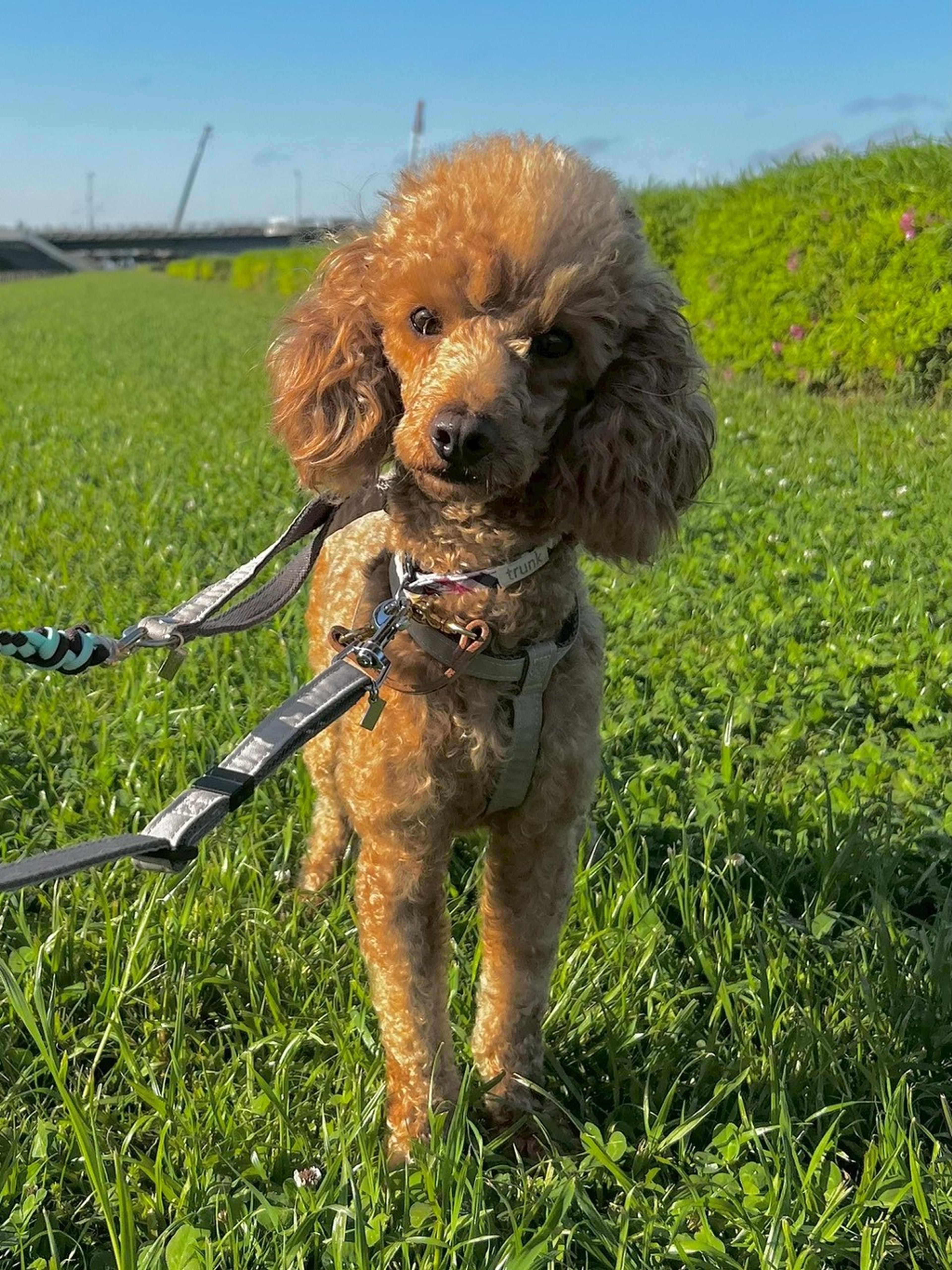 pet-image-2