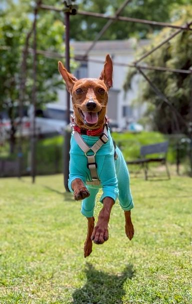 ミニチュア・ピンシャー・メスの里親募集の写真