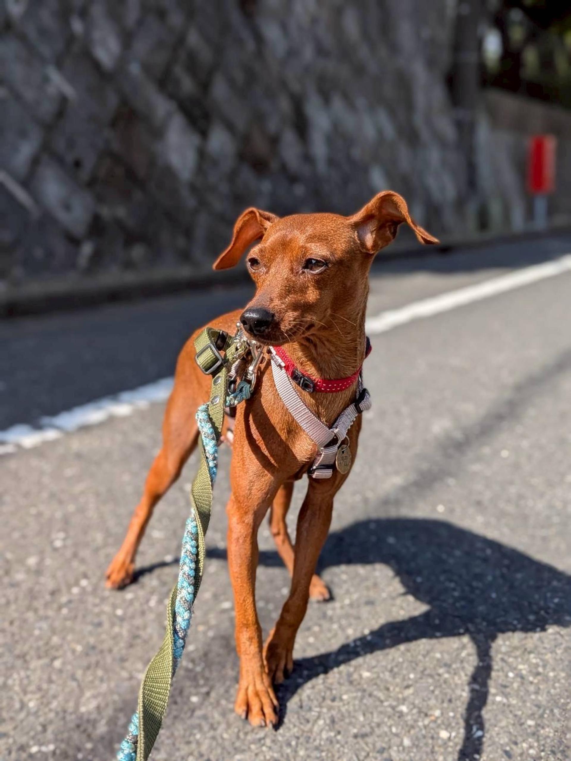 pet-image-3