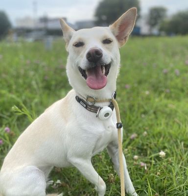 雑種（ミックス犬）・メスの里親募集の写真
