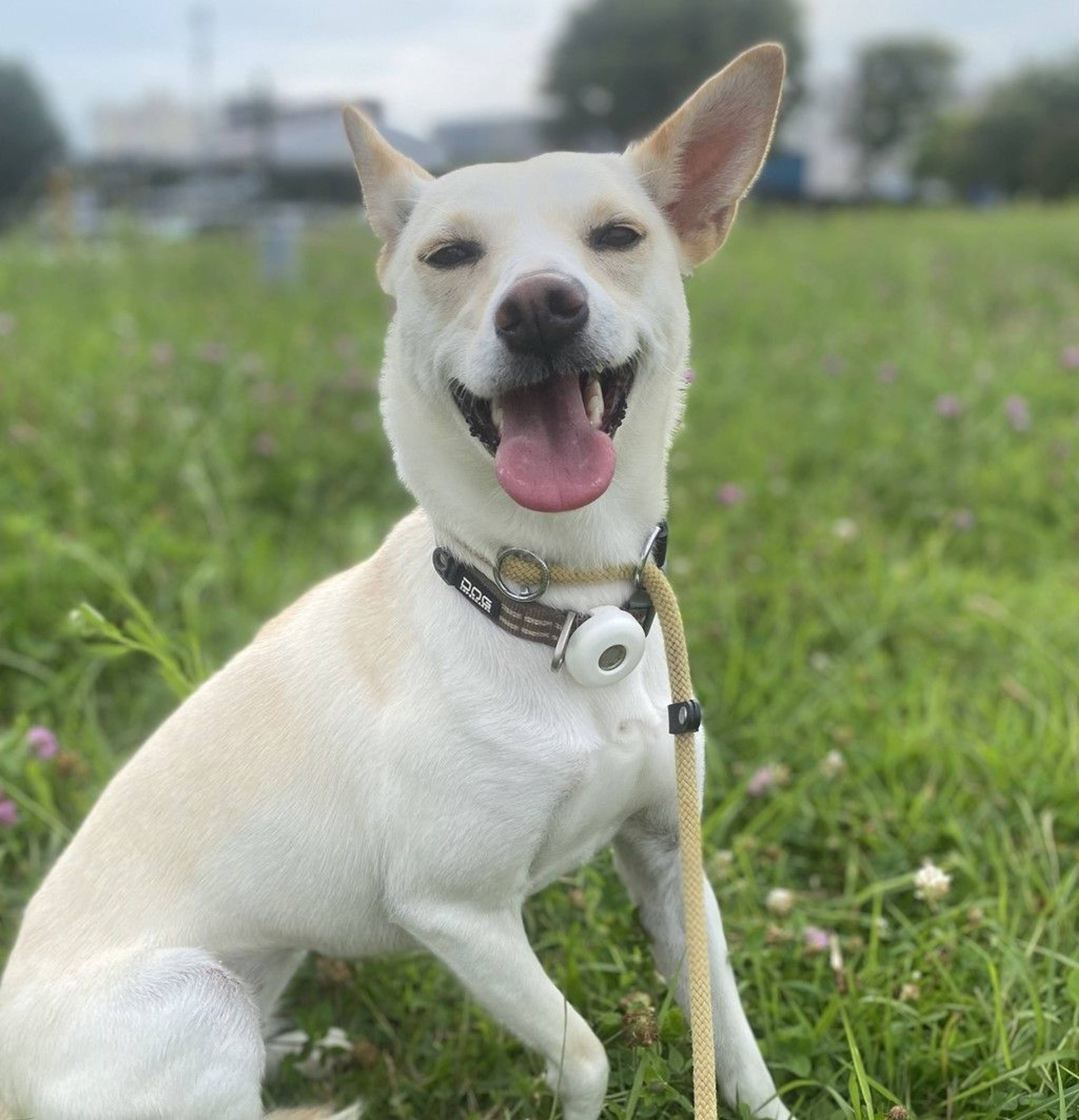 雑種（ミックス犬）・メスの里親募集の写真