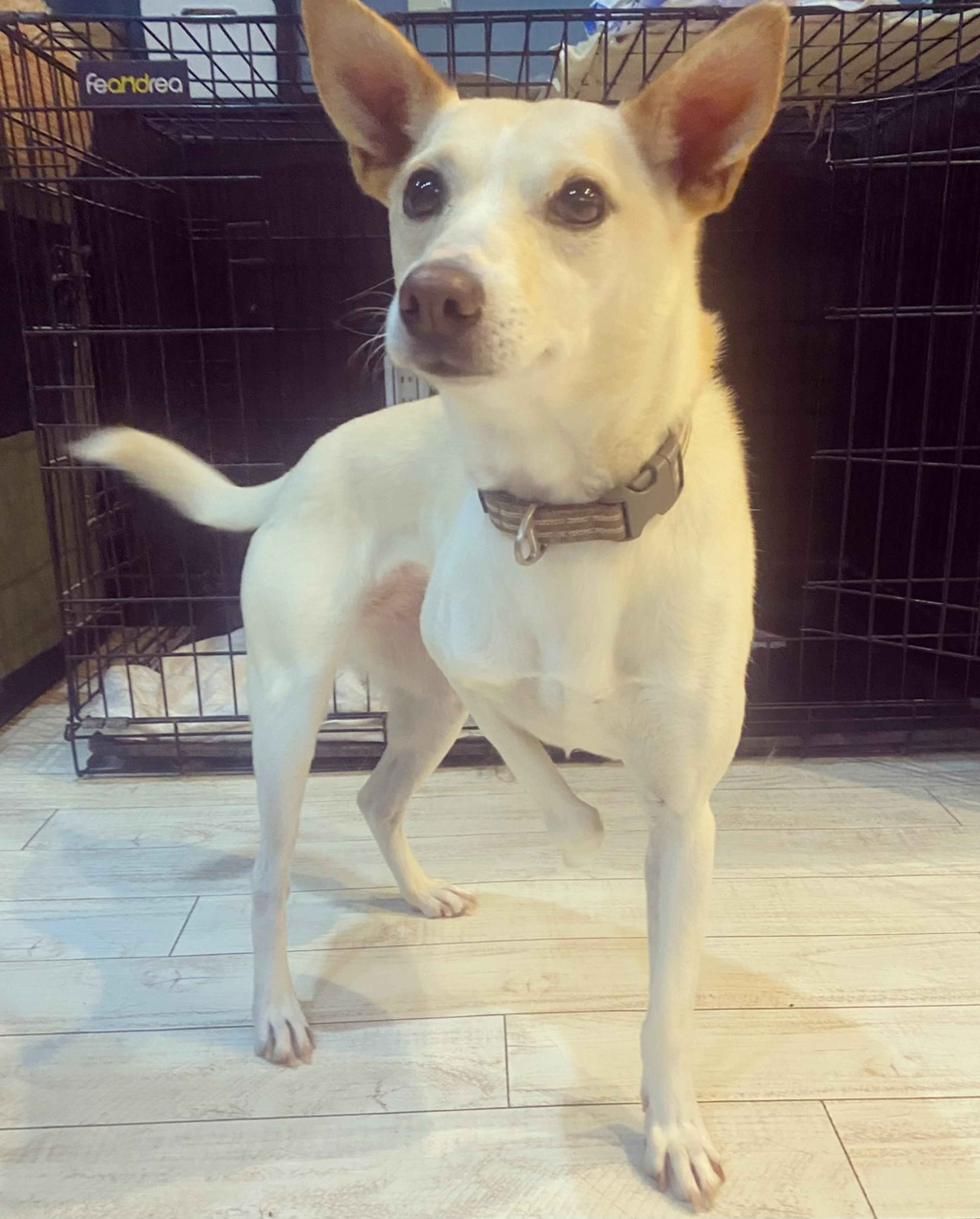 pet-image-2
