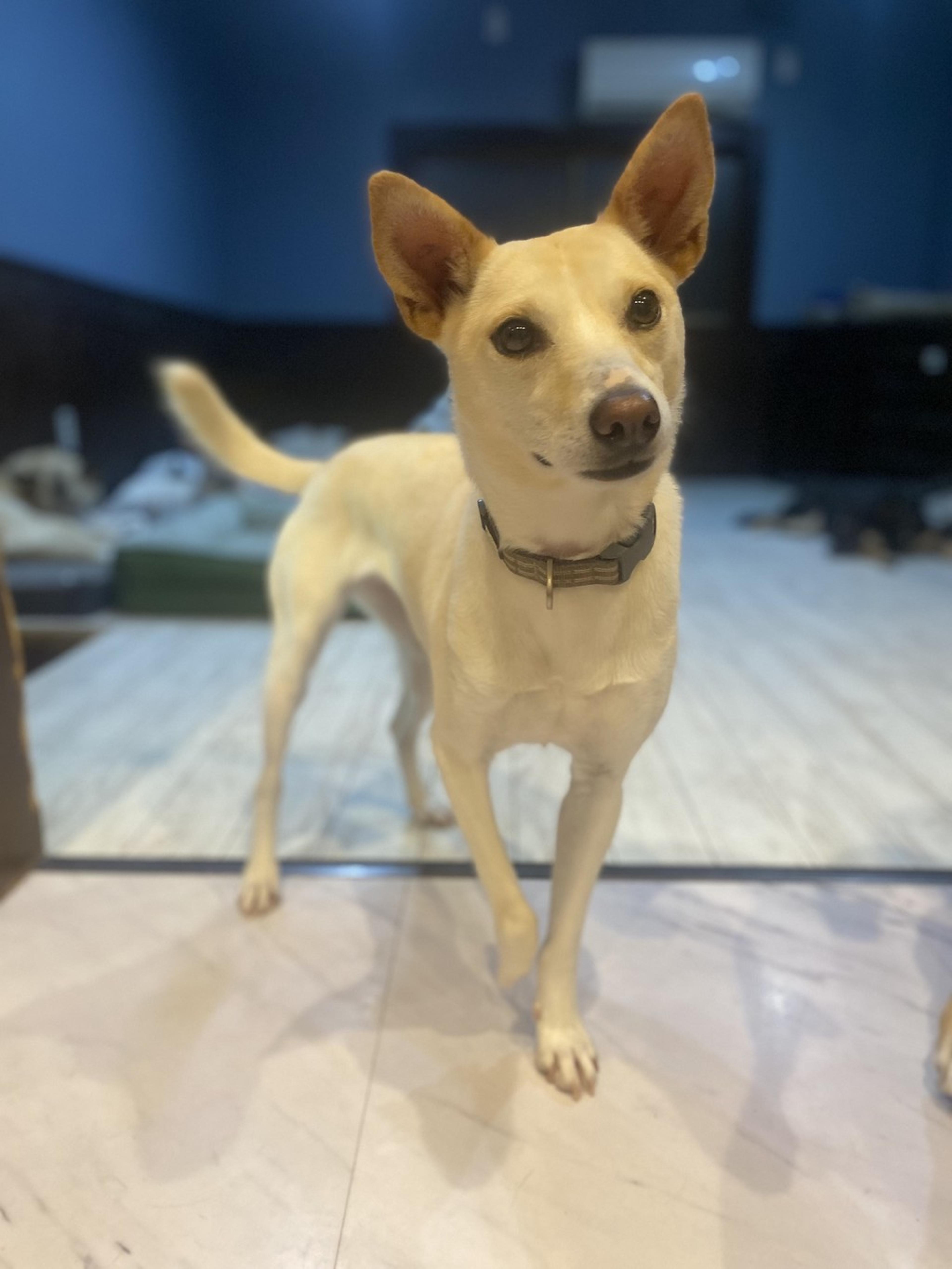 pet-image-3